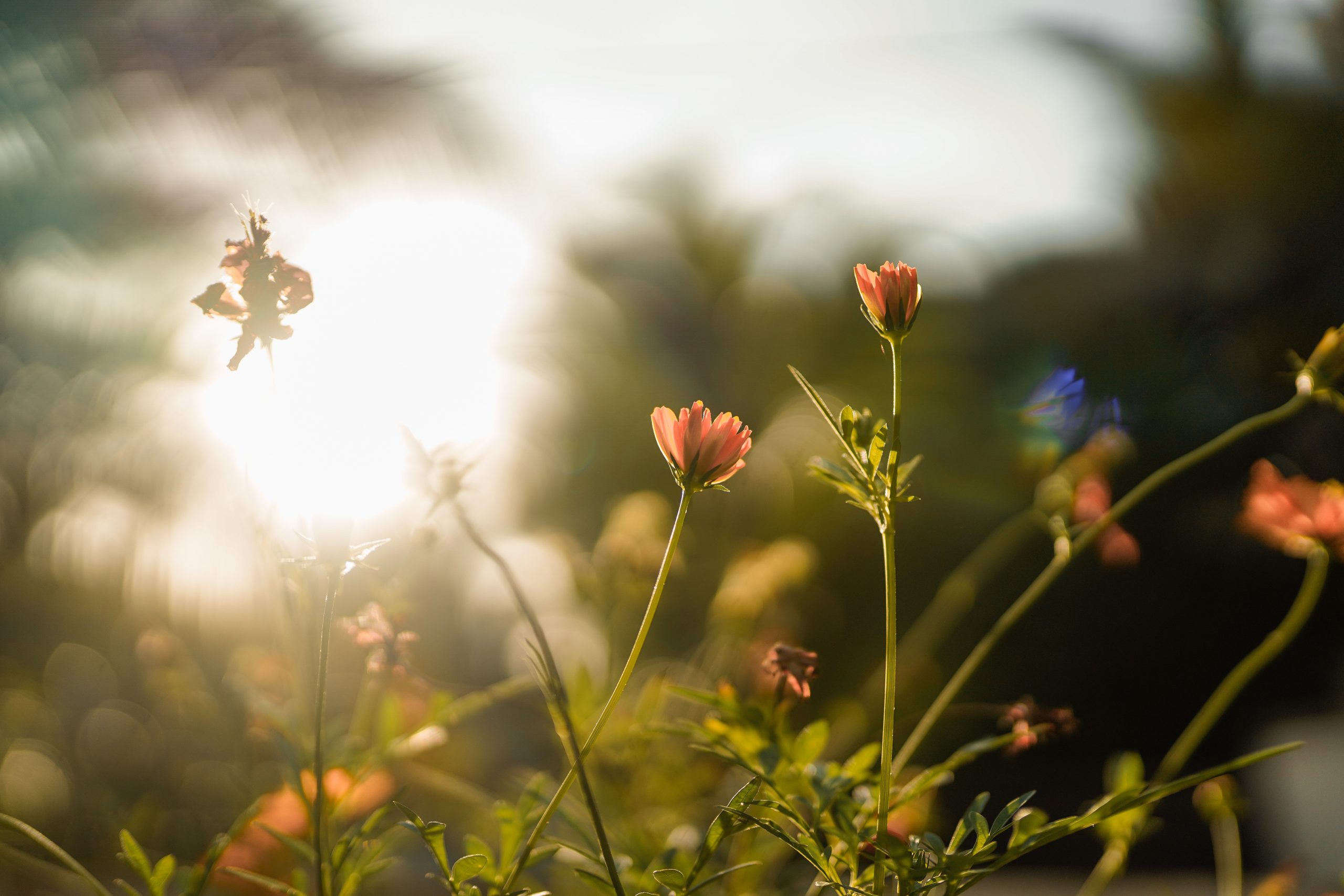 Sun Rays & Flower