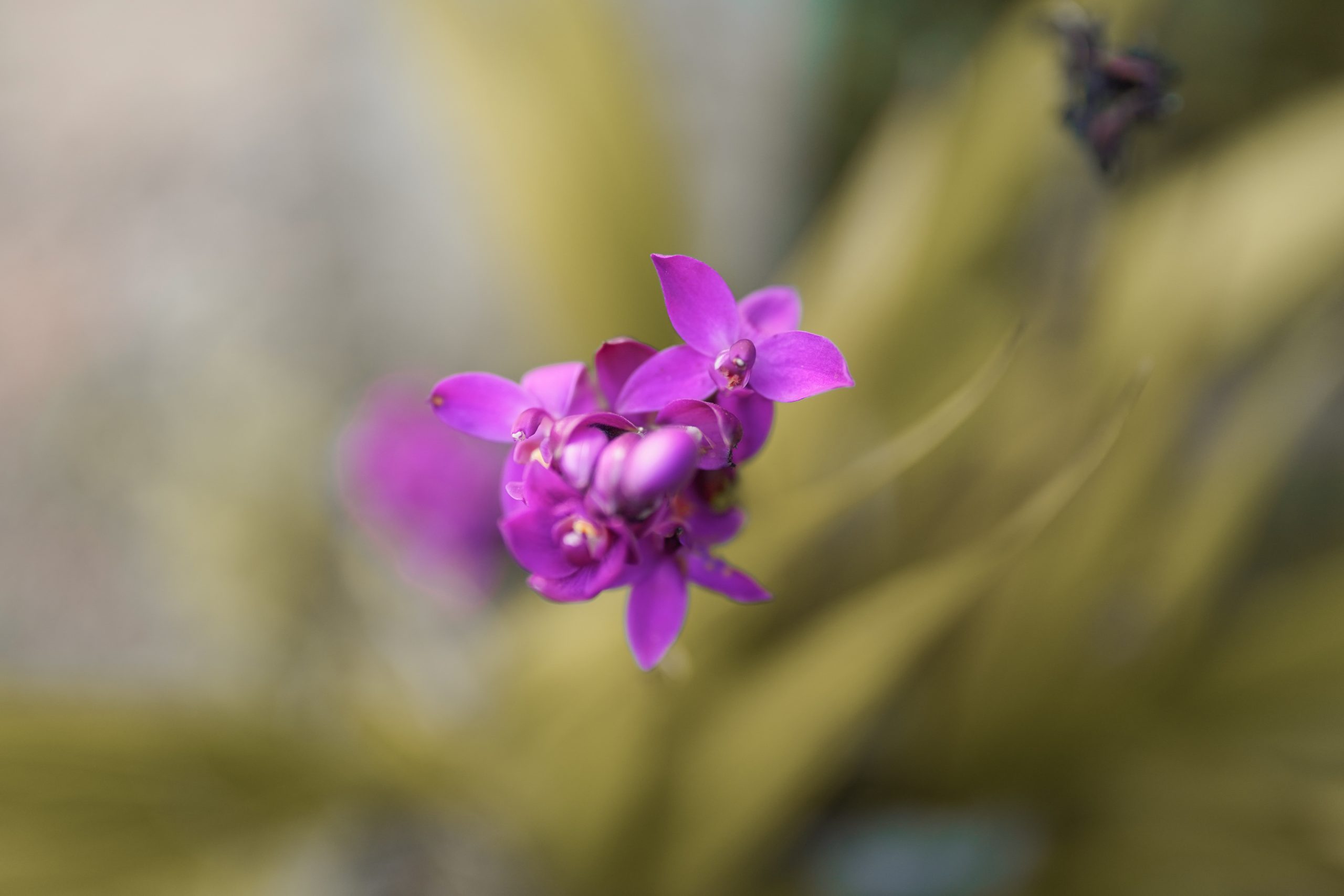 purple flower