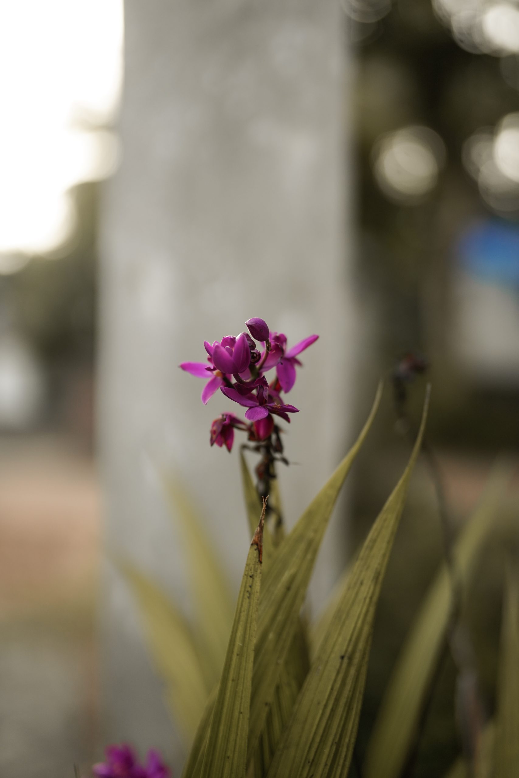 Flowering plant