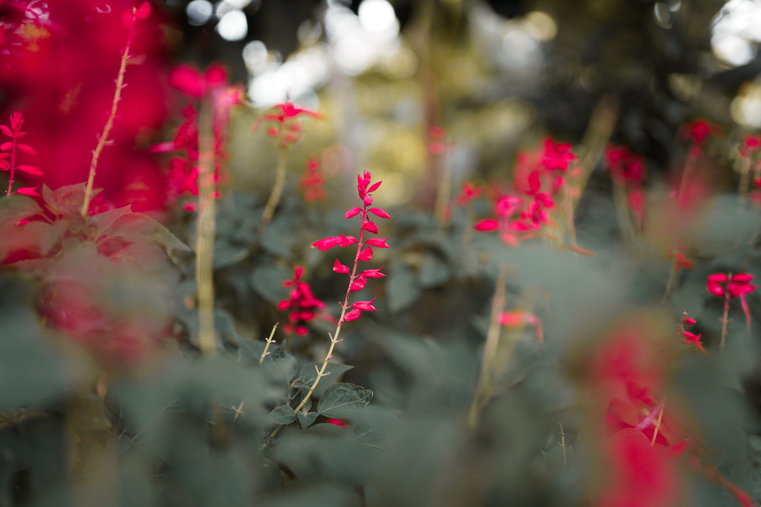 Flowering plant