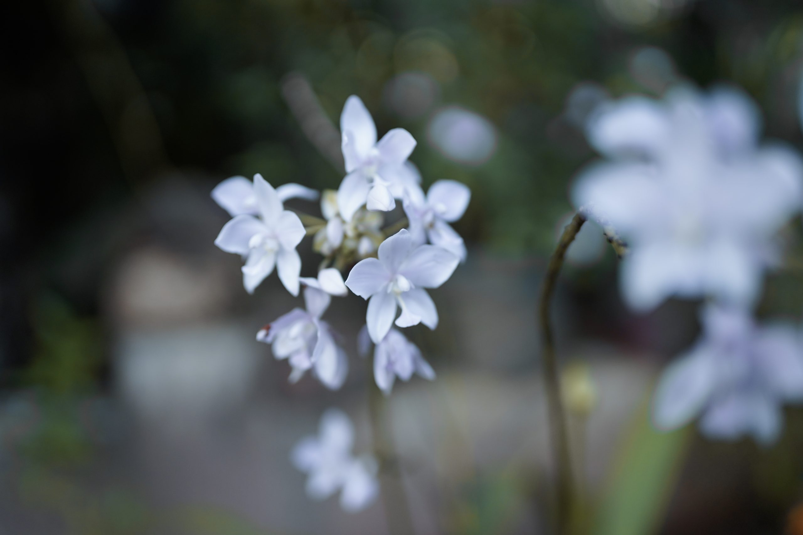 Tiny White Flowers