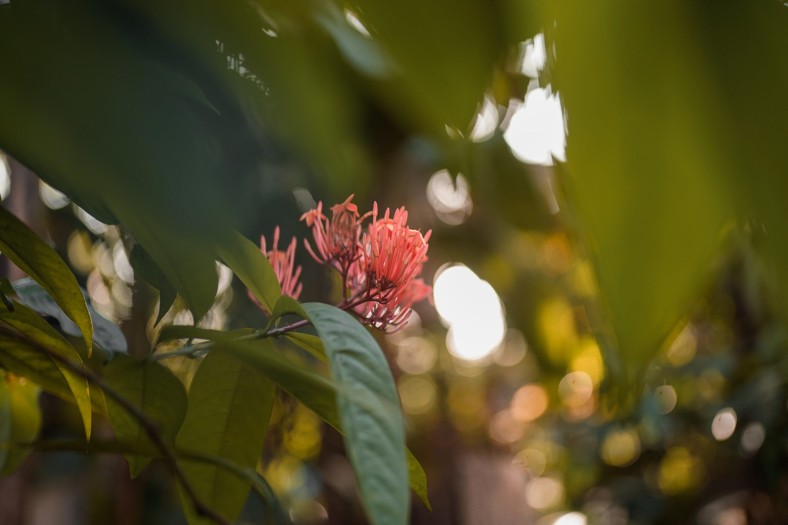 Flowering plant