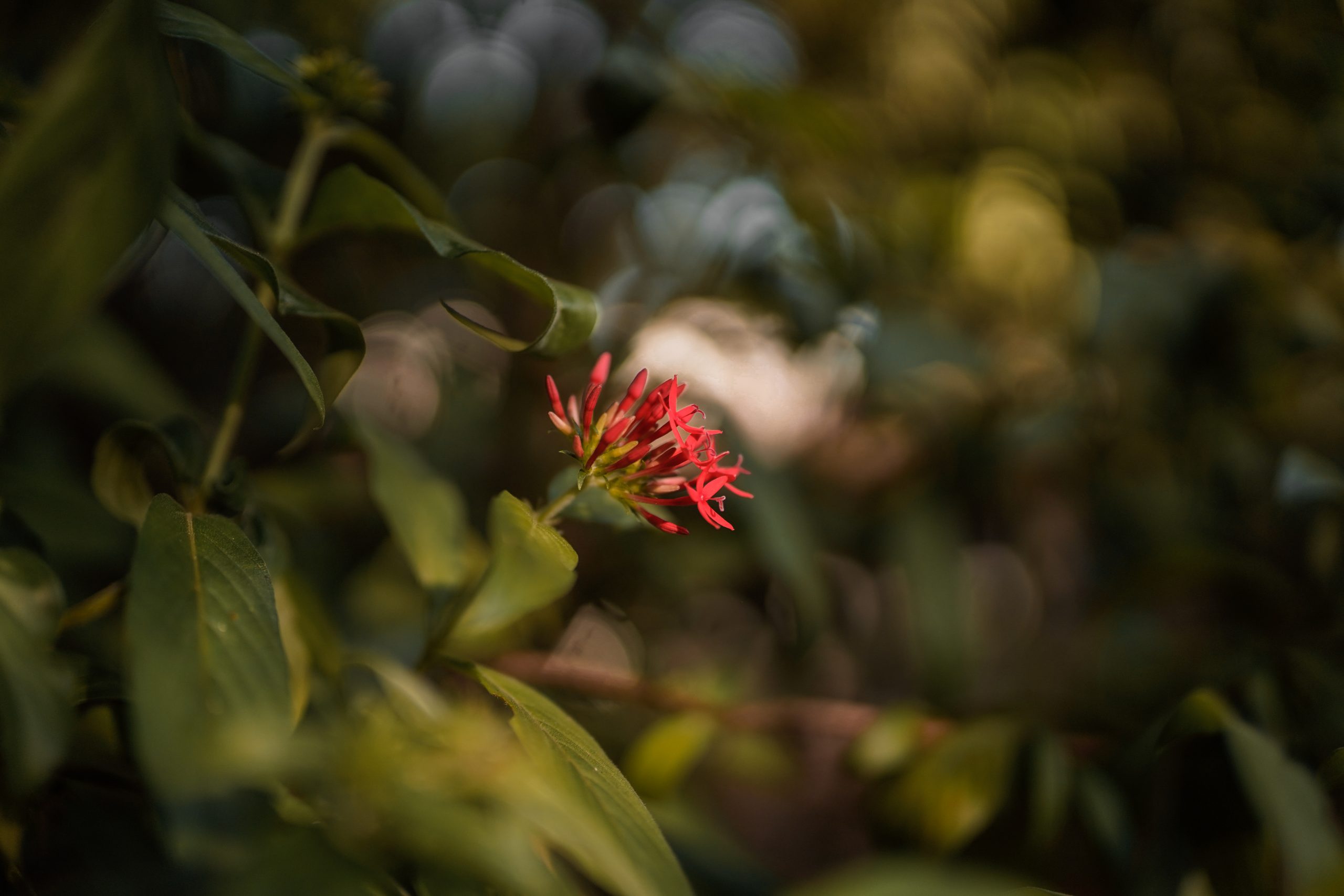 Flowering plant