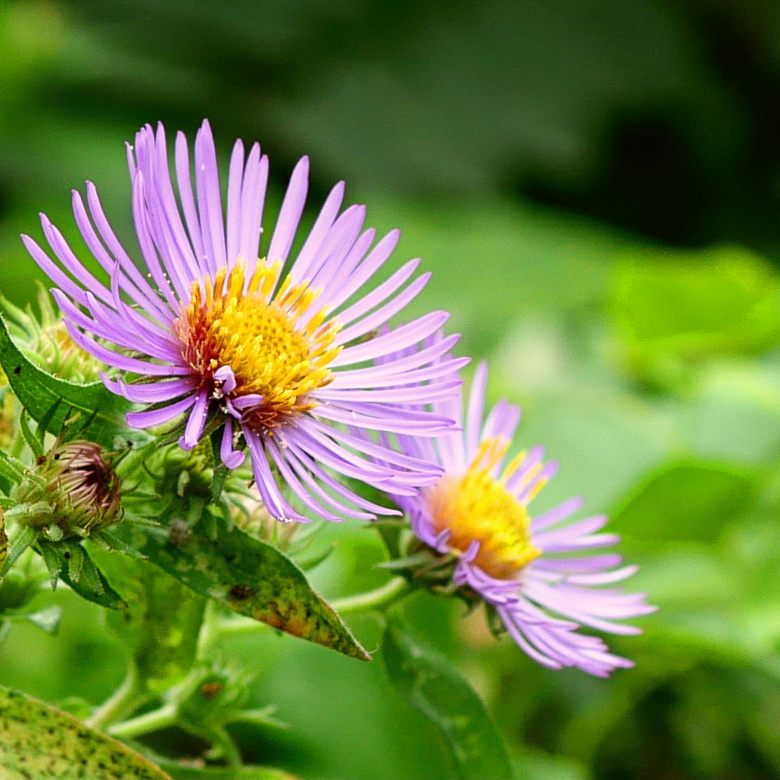 Flowering plant