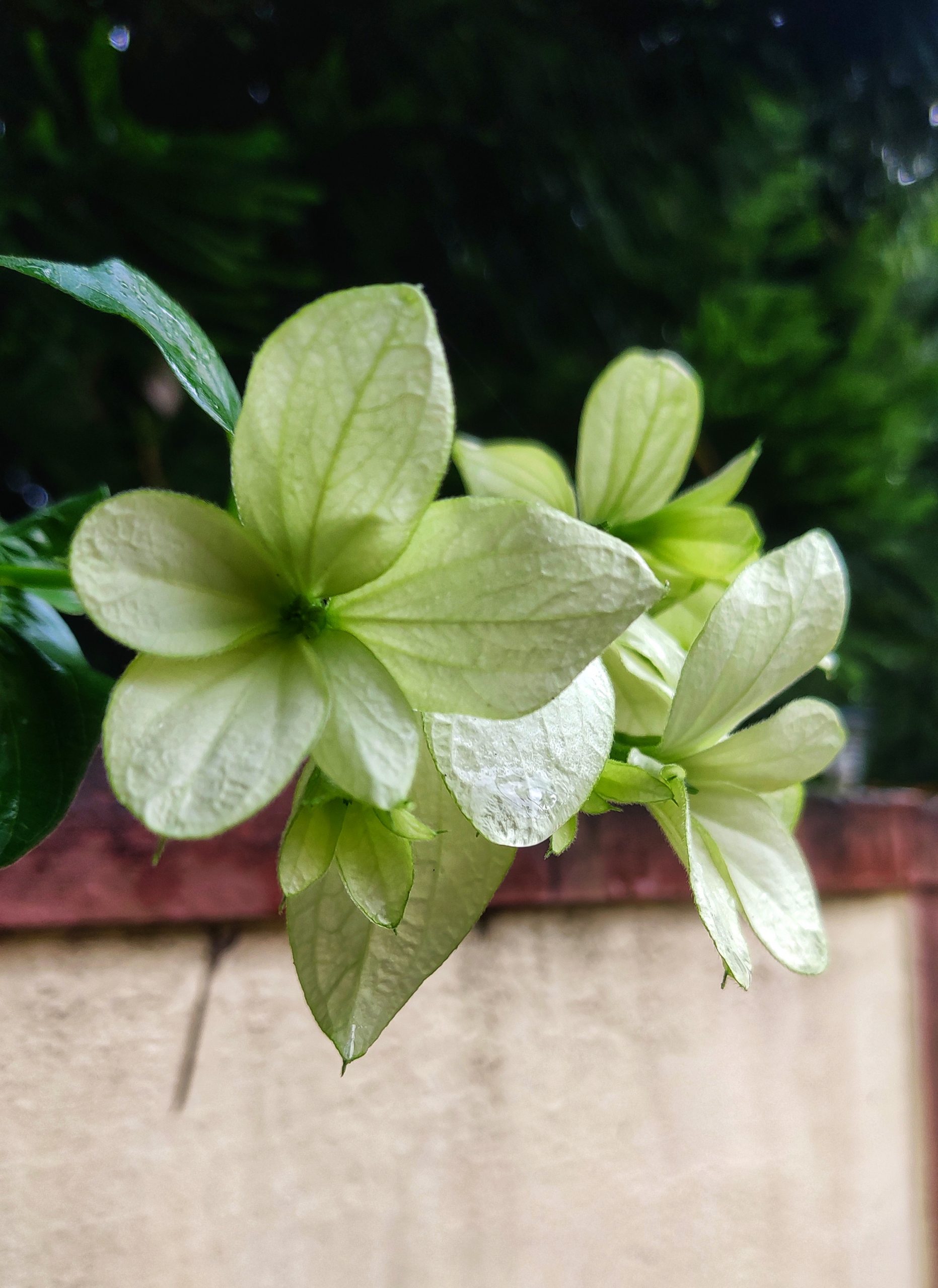 flowers