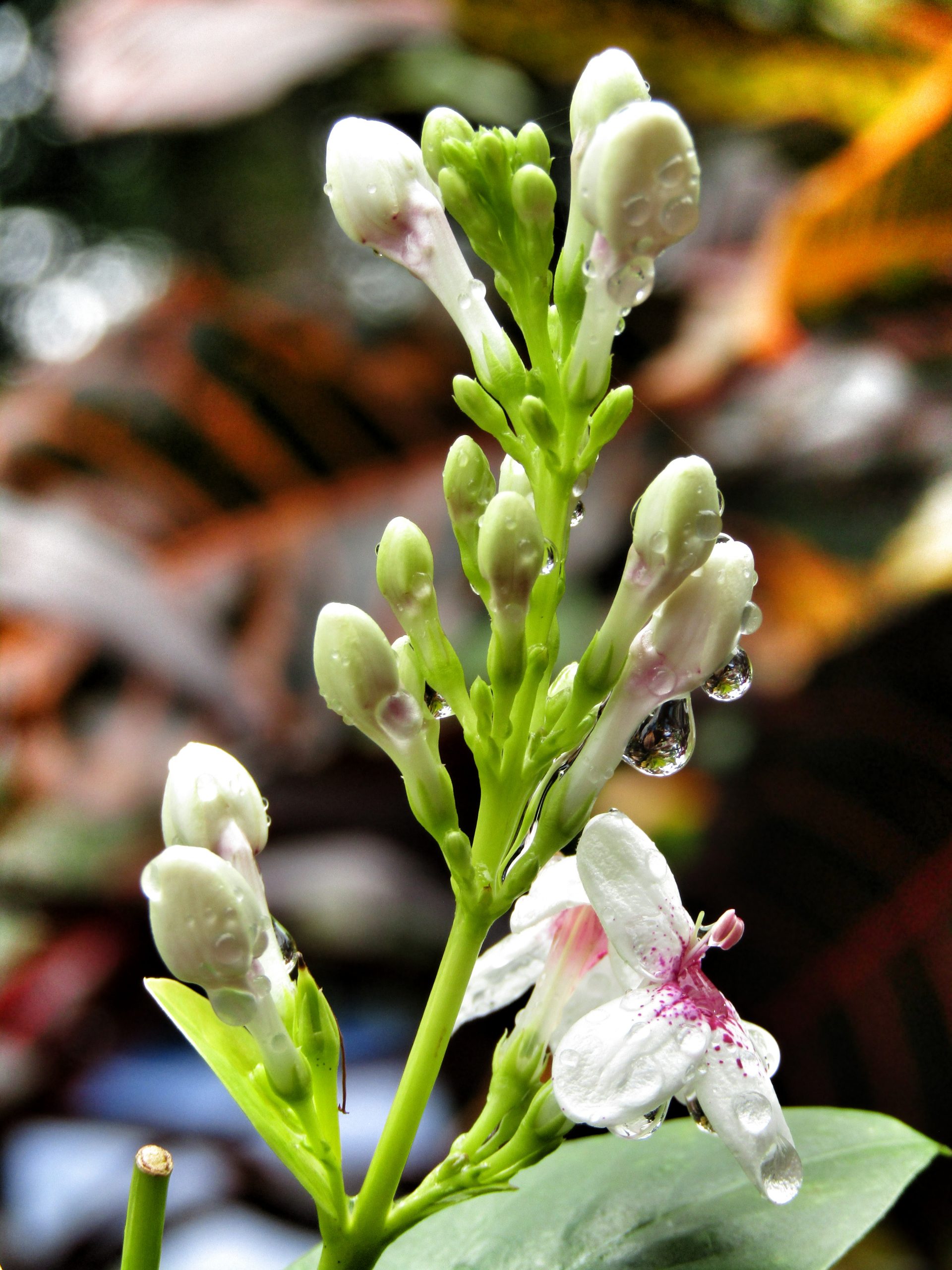 Flowering plant