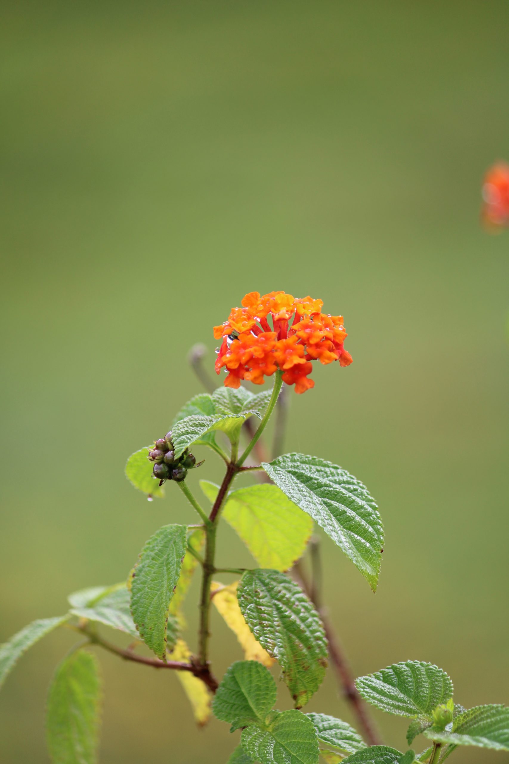 Flowering plant