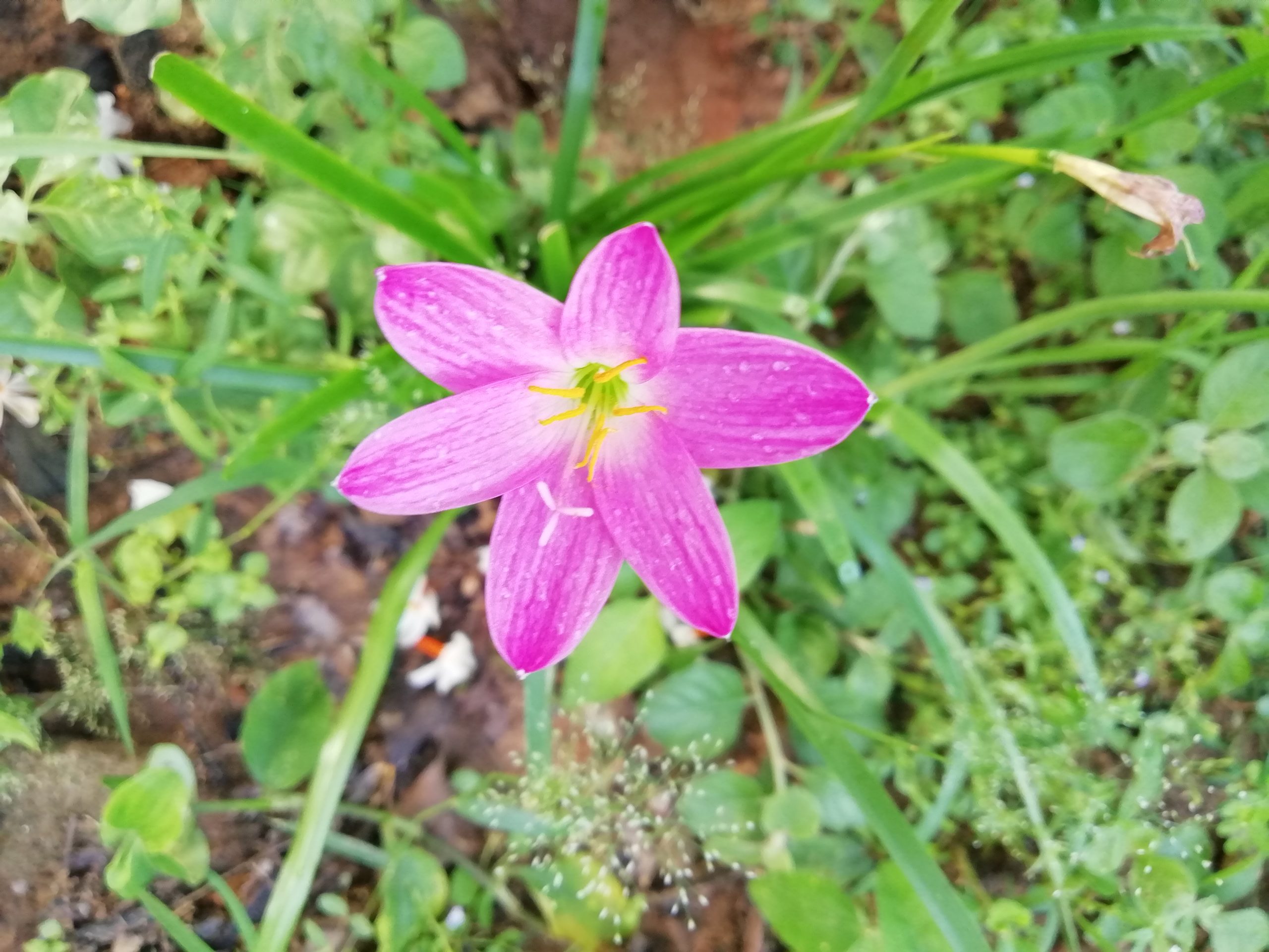 Flowering plant