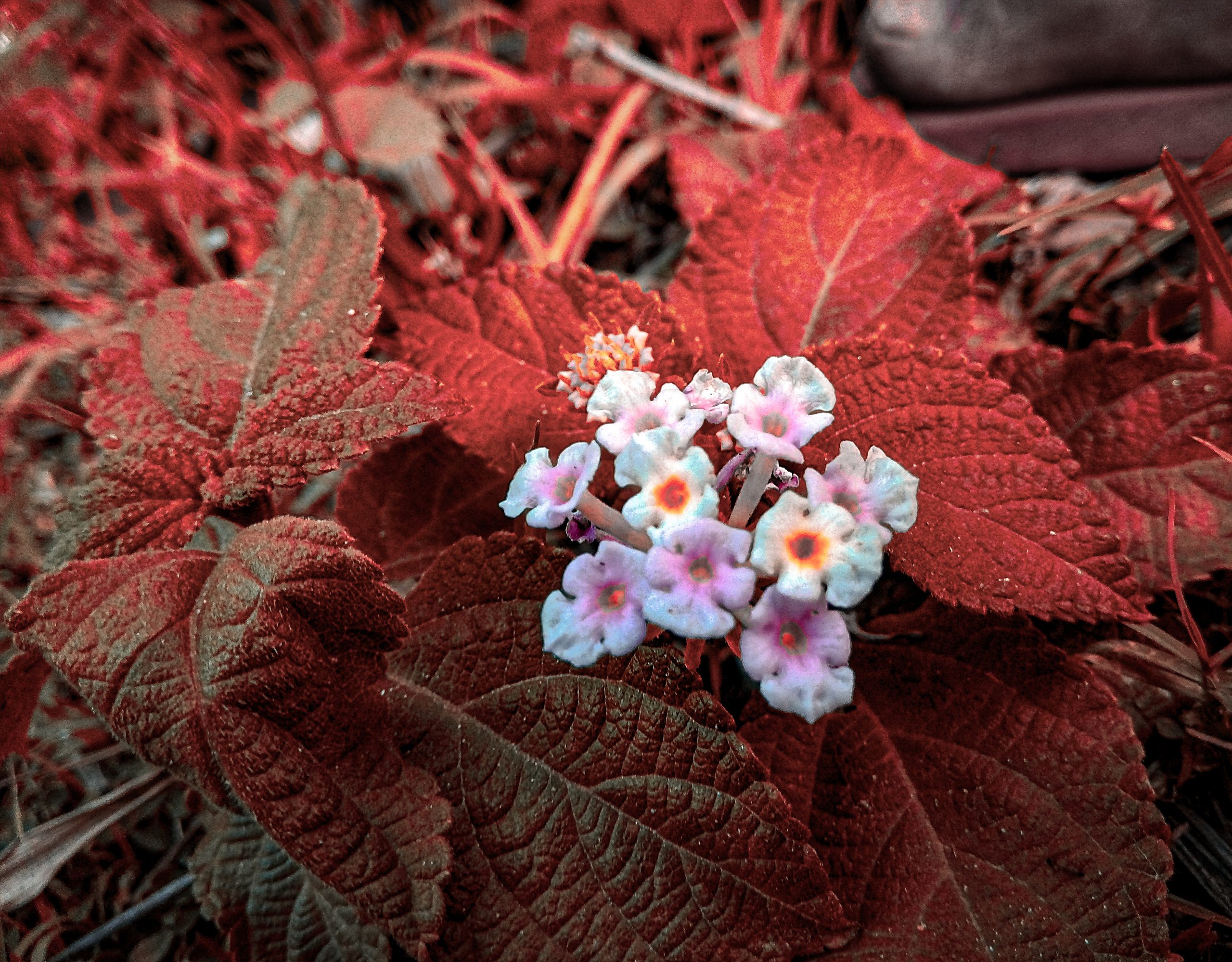 Flowering plant