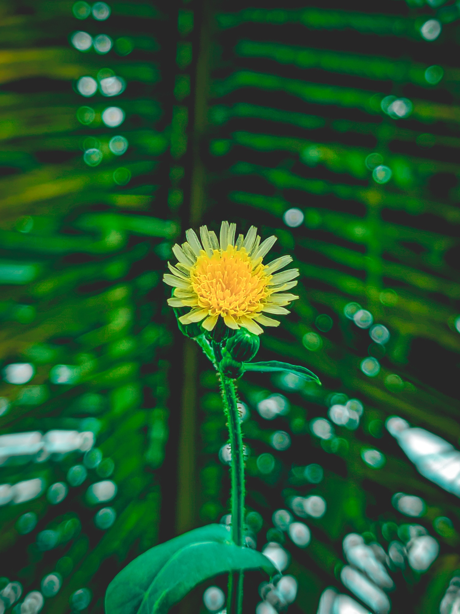 Flowering plant