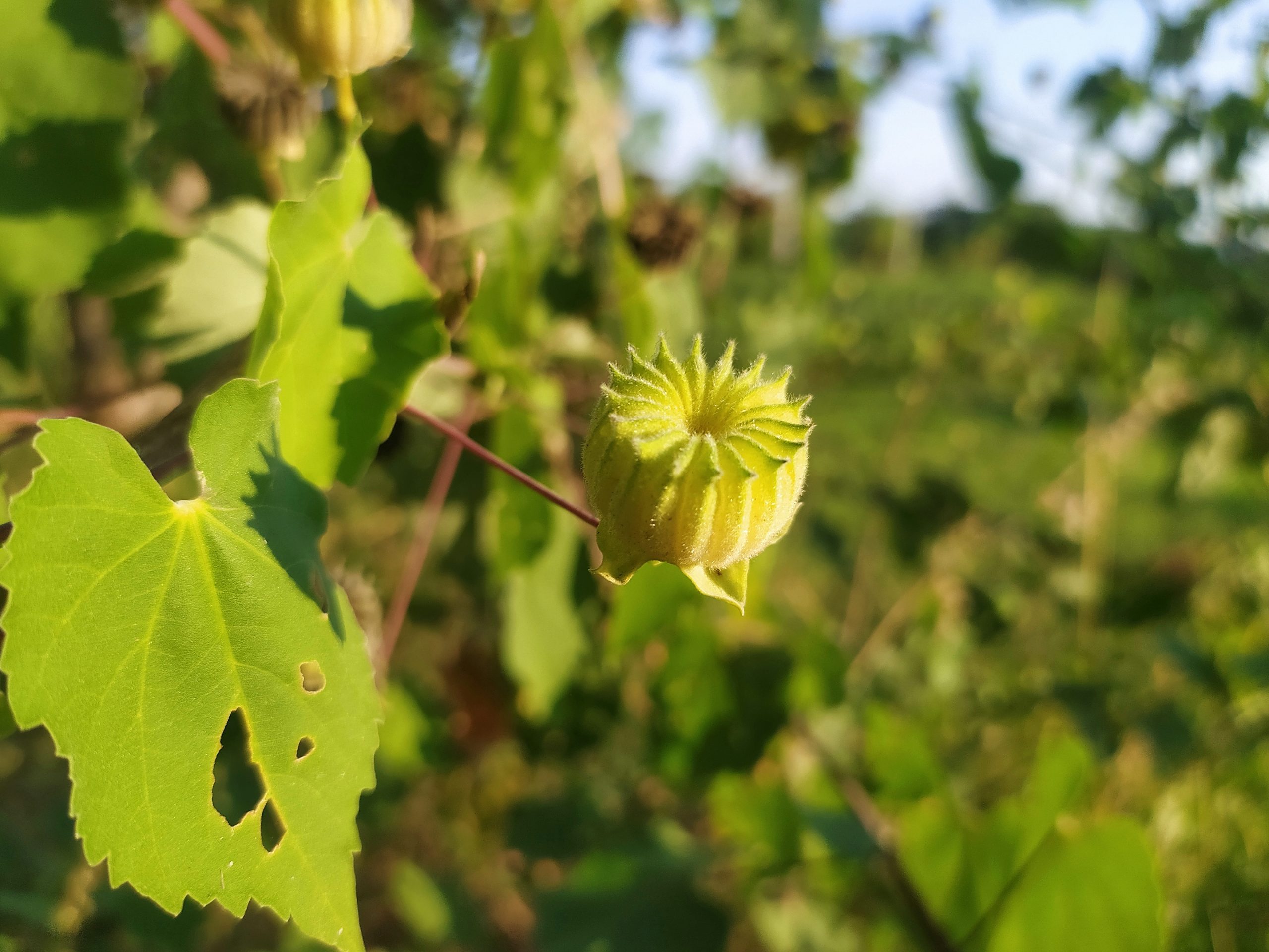 Flower of Velvetleaf plant