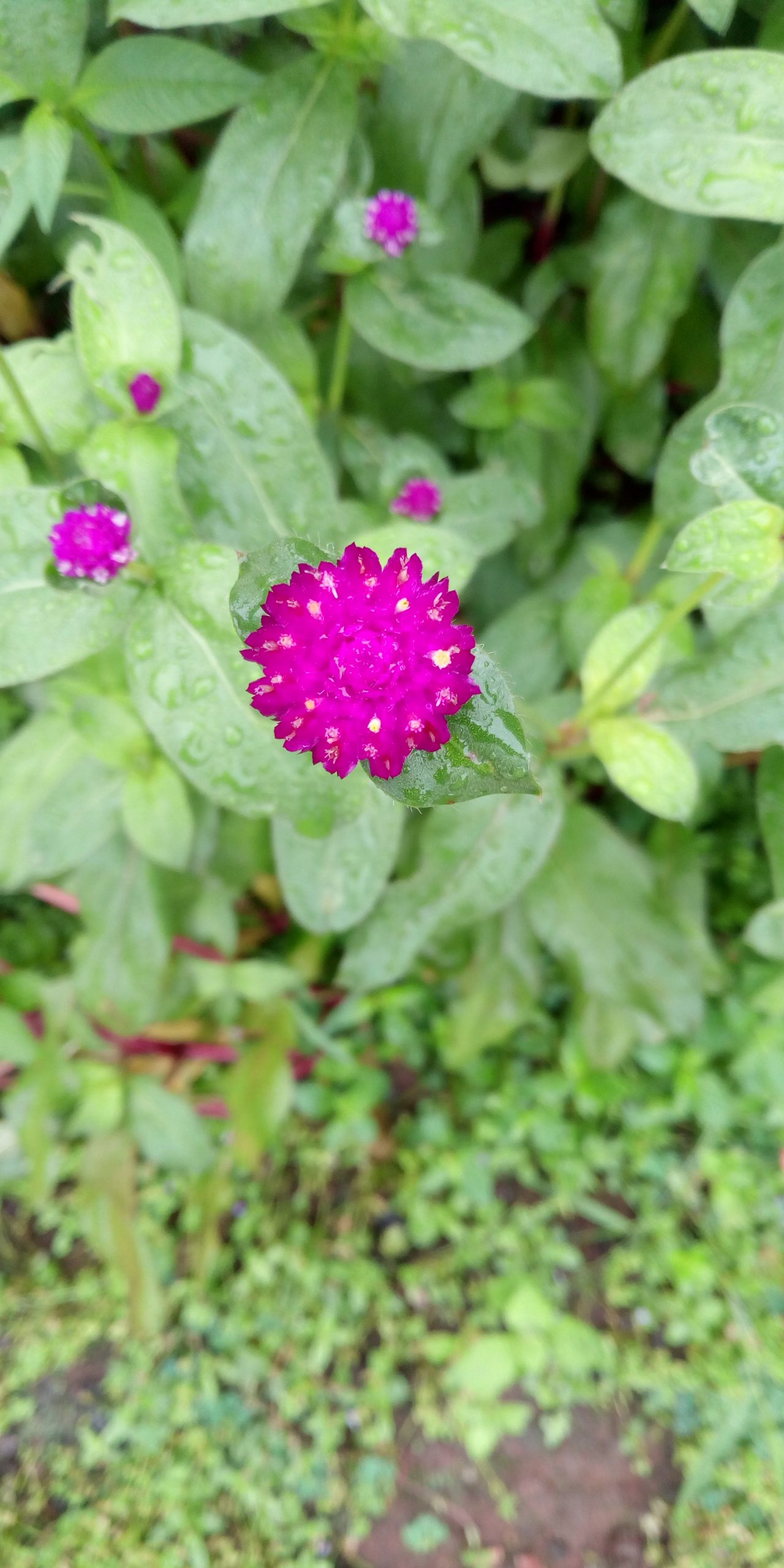 Flowering plant