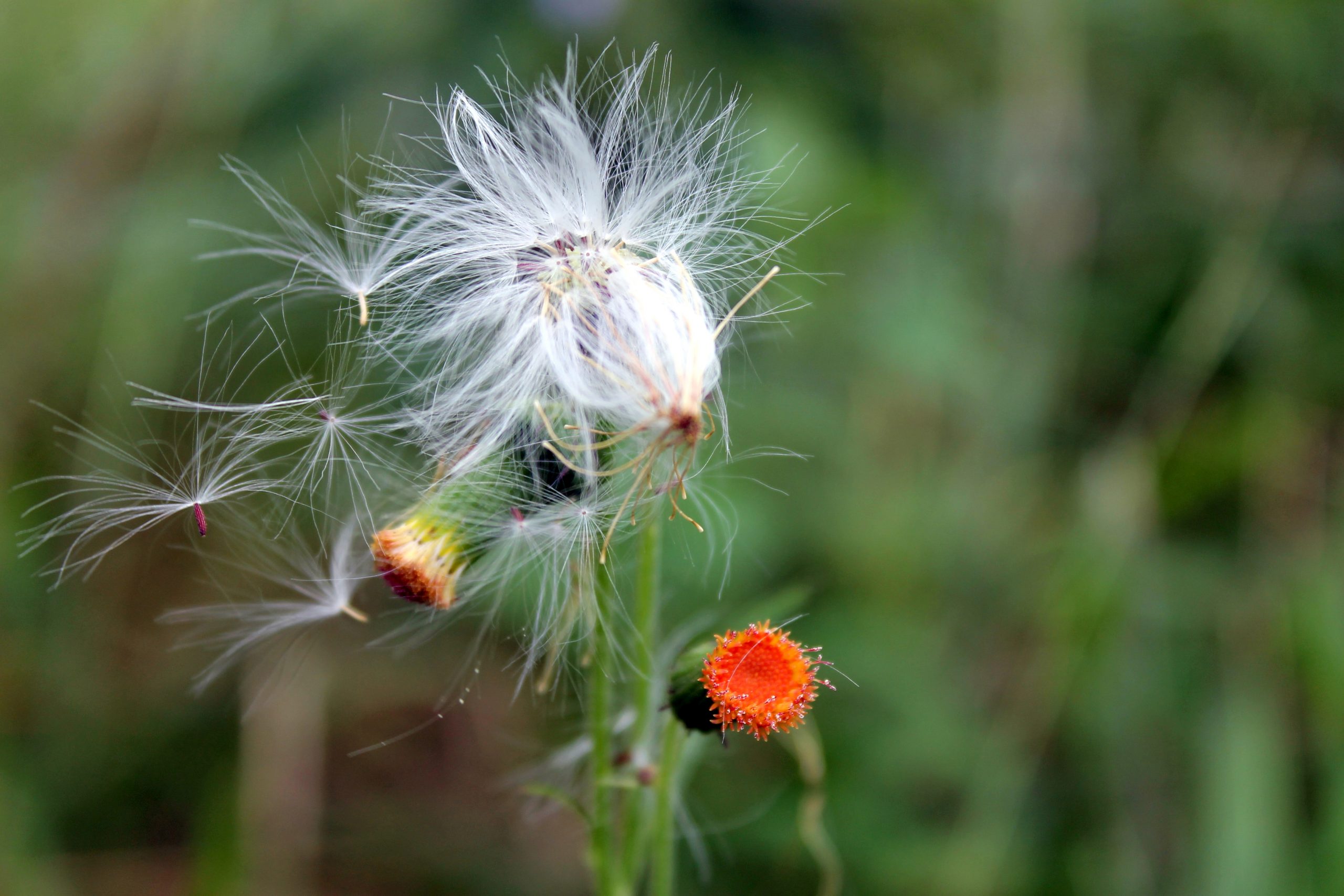 Flowering plant