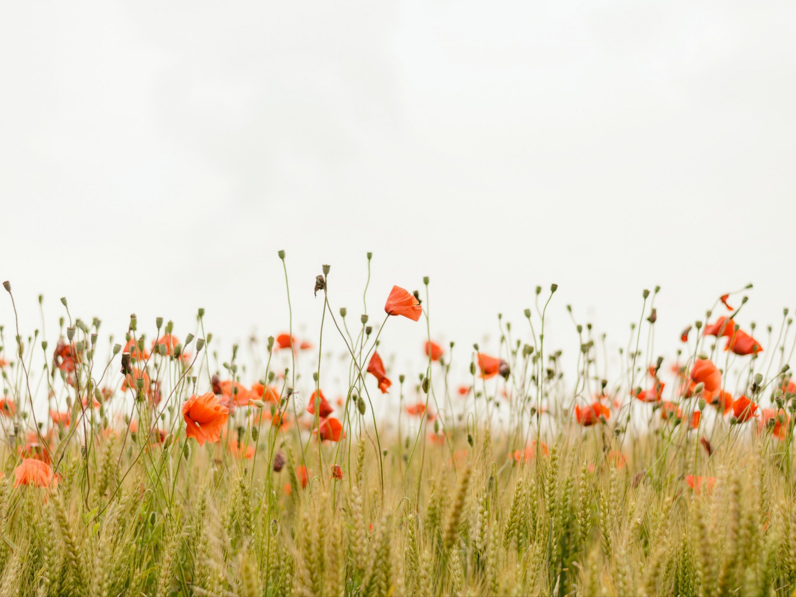 Flowering plants in wheat crop