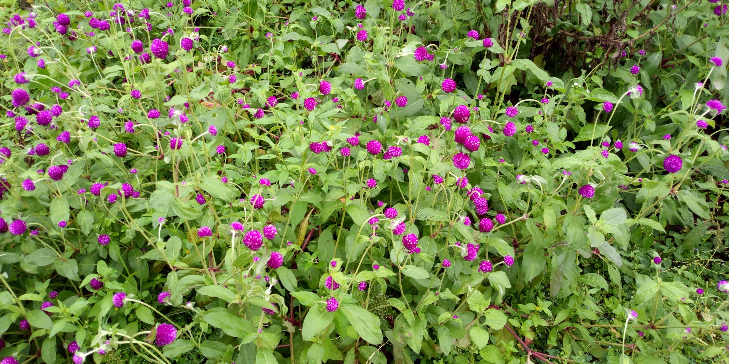 Flowers