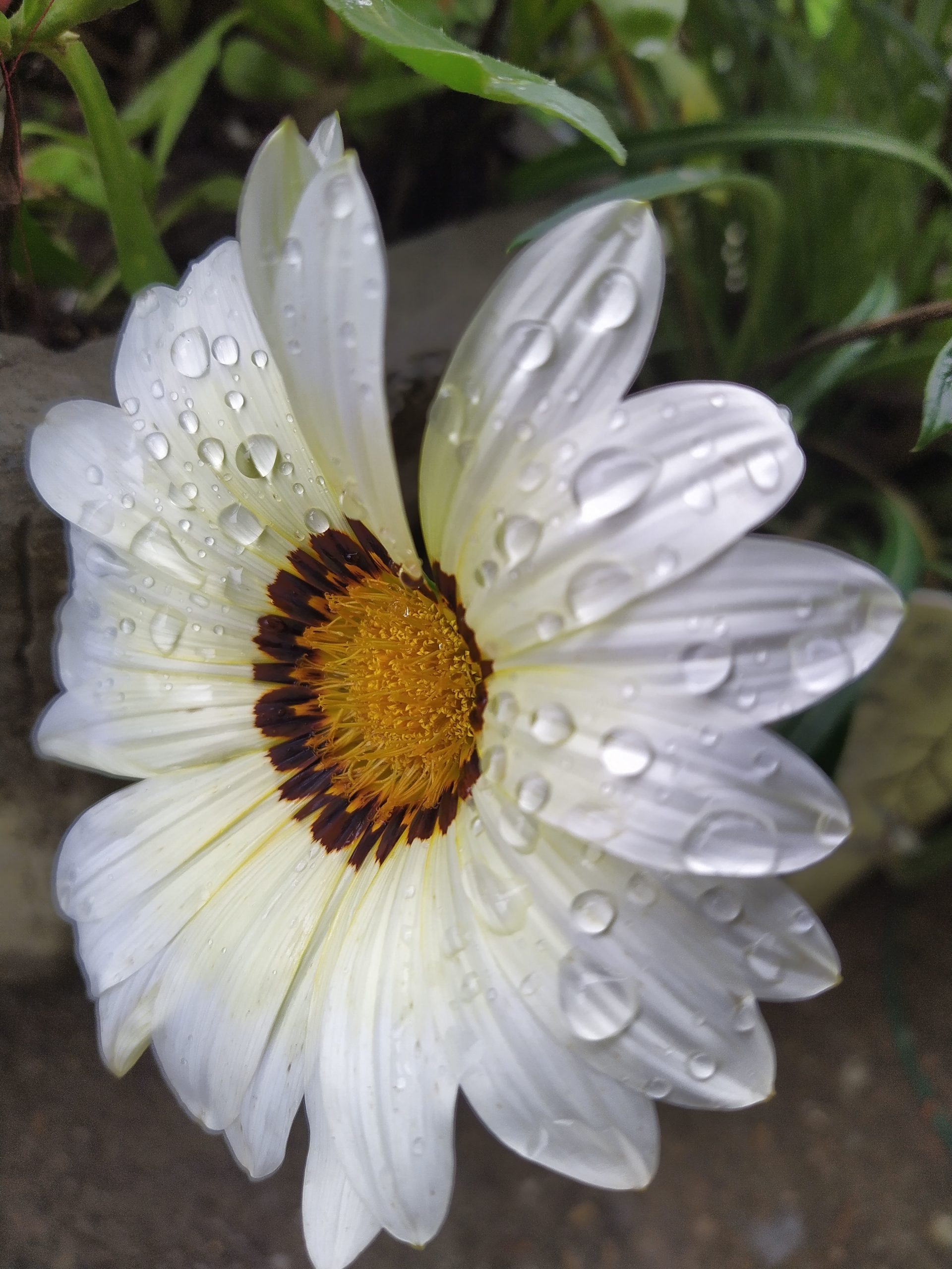 Water drops on flower petals