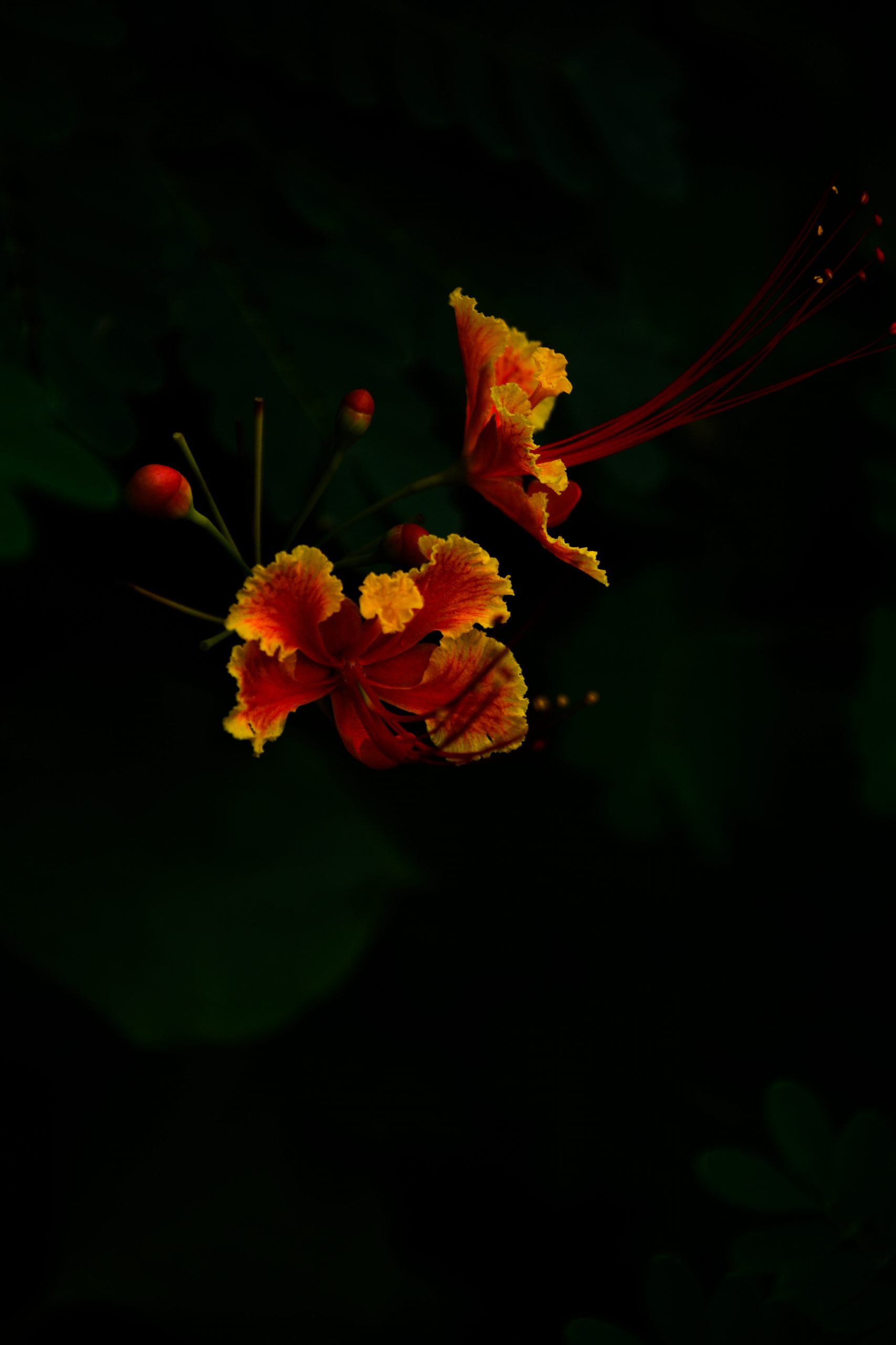 Flowers in dark place