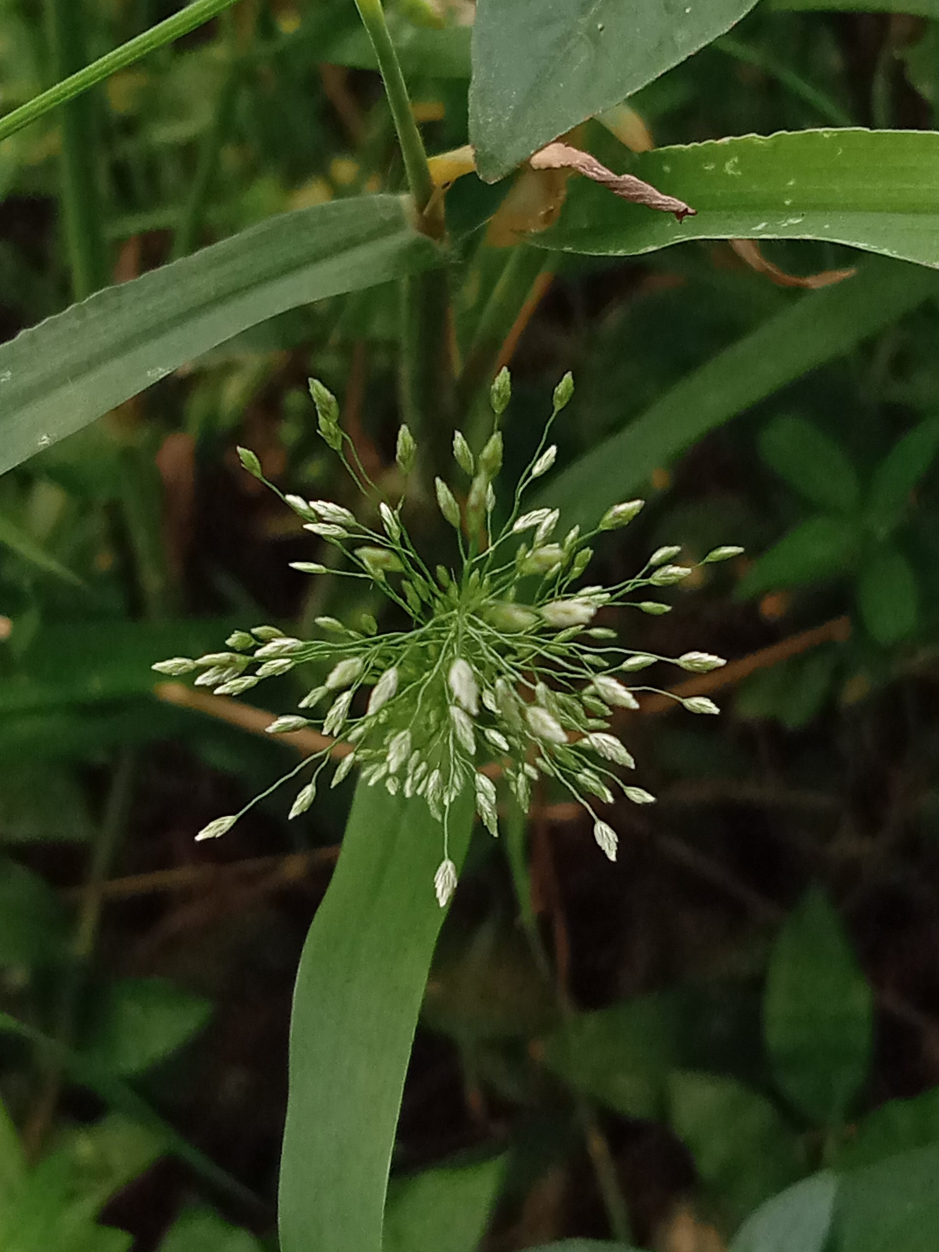 Flowers of a grass plant