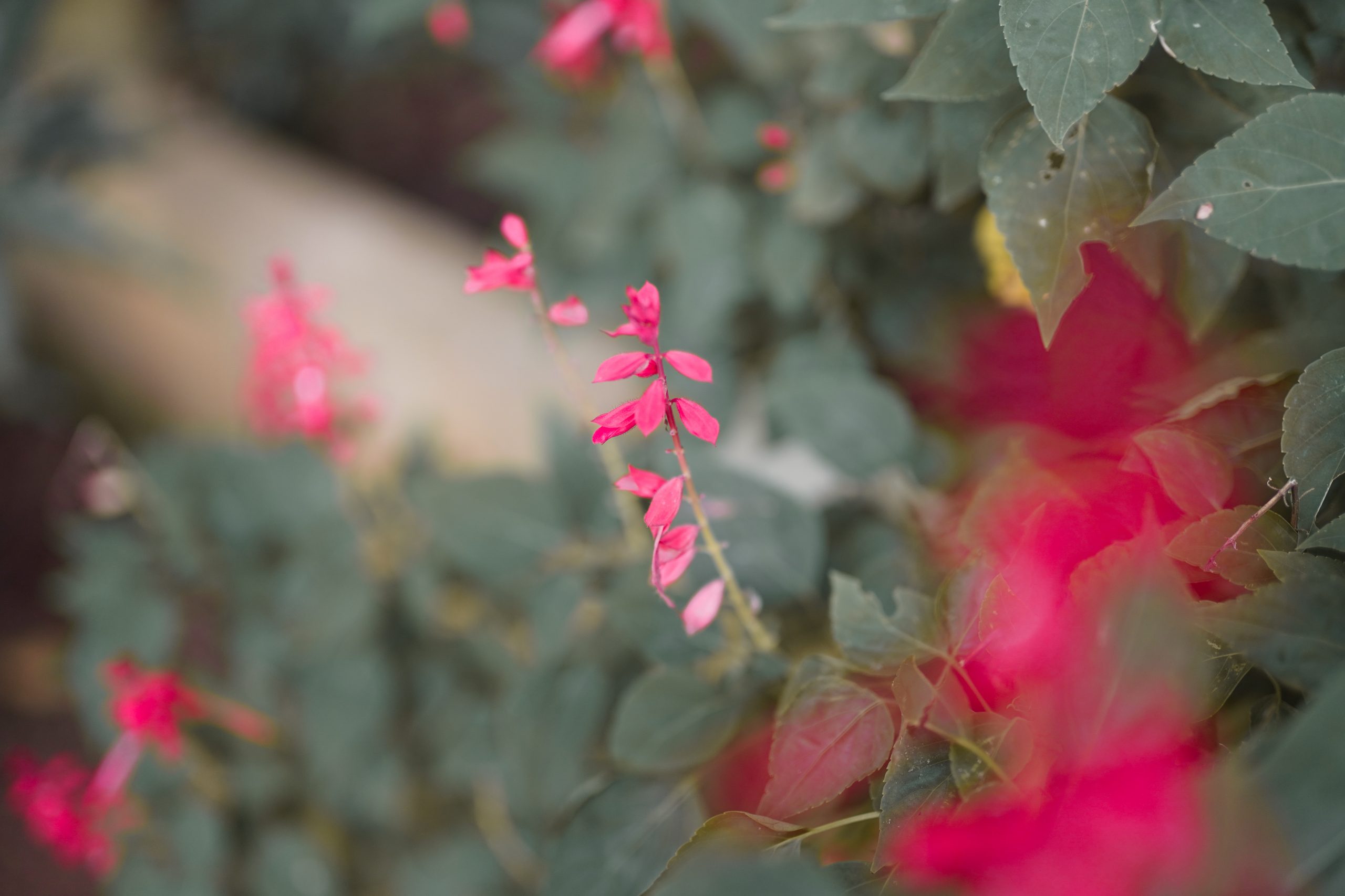 Flowers of a plant