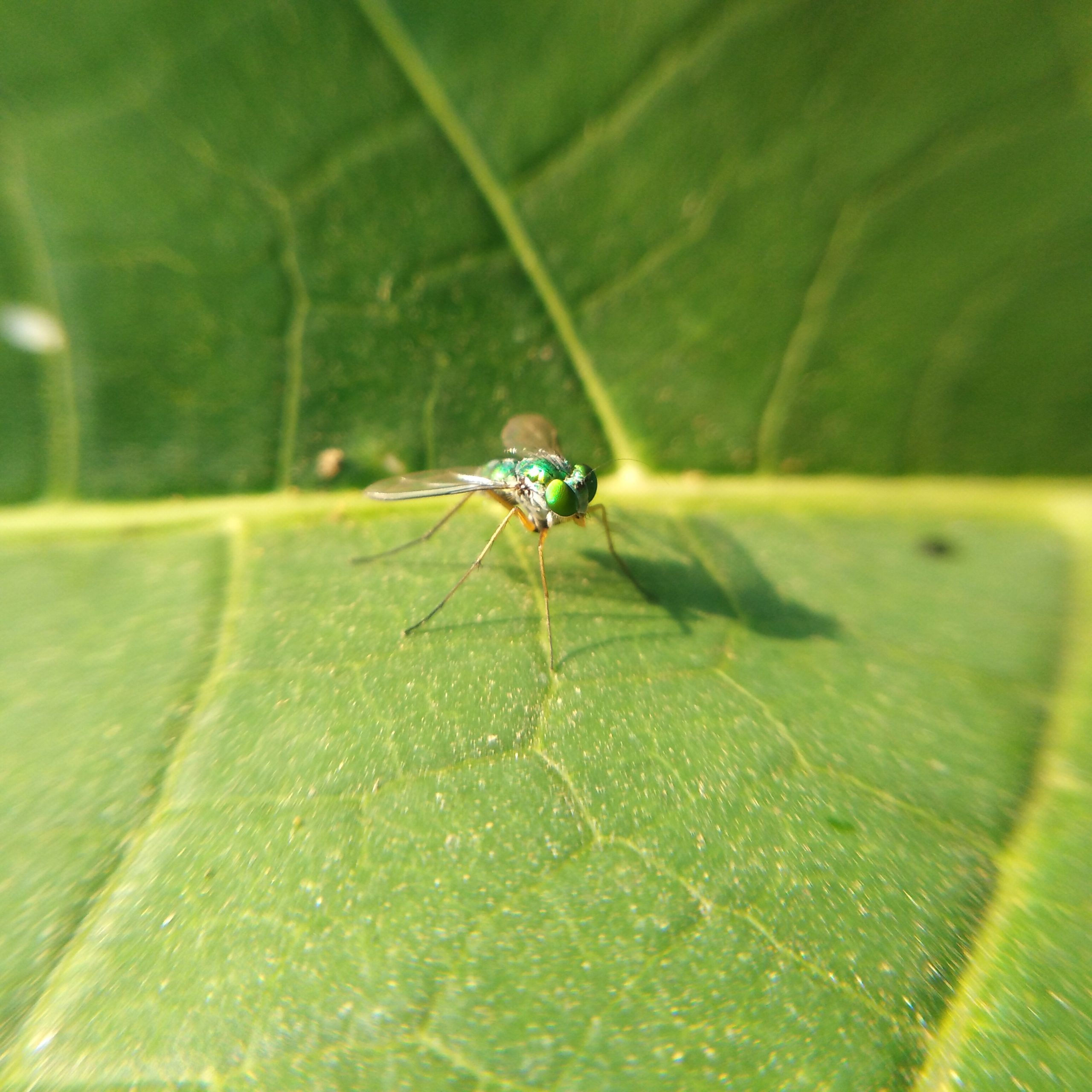 fly on a leaf