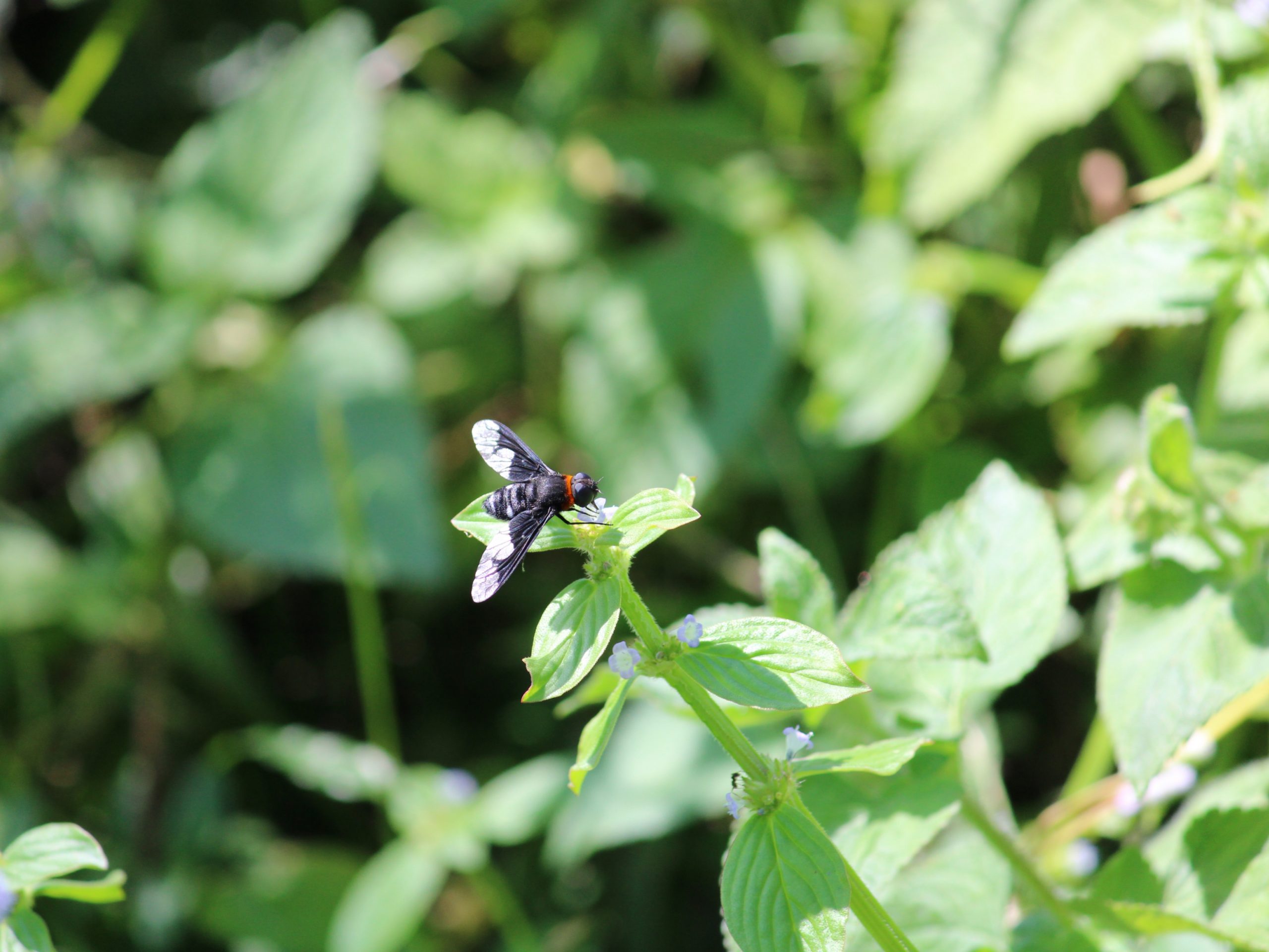 A bee on a plant