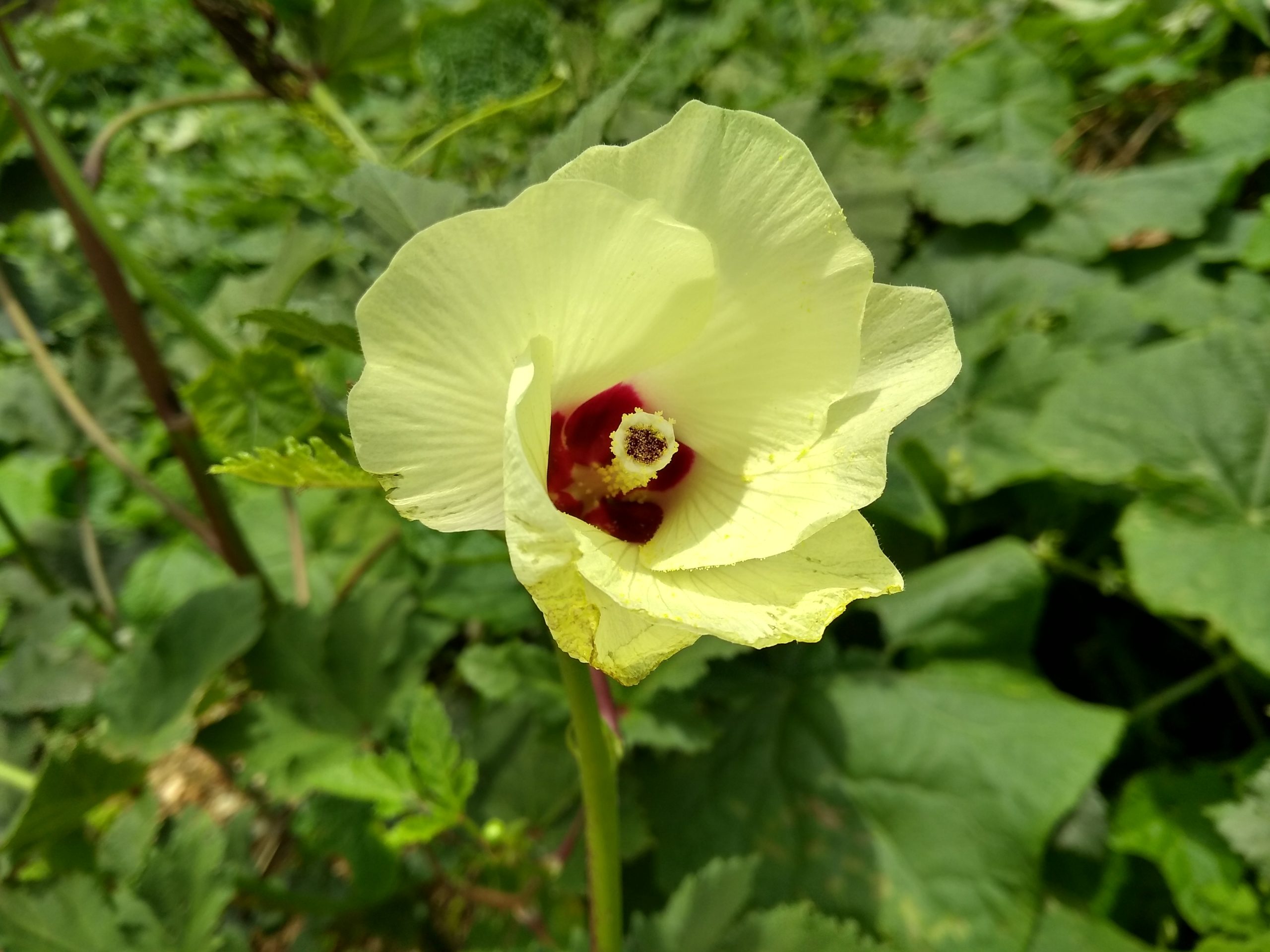 Flowering plant