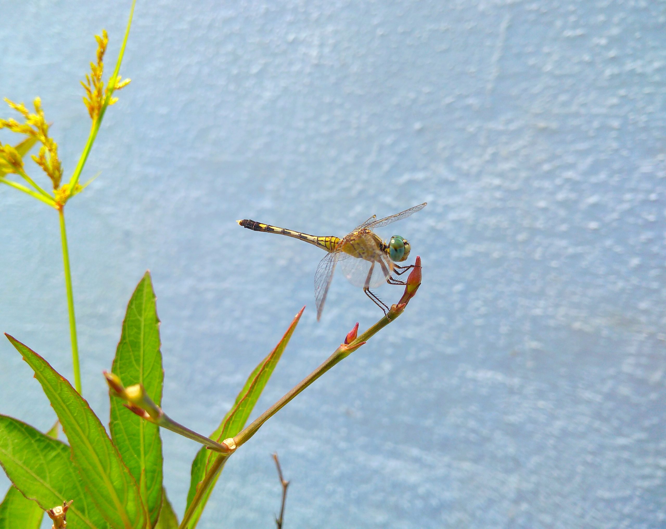 Dragonfly