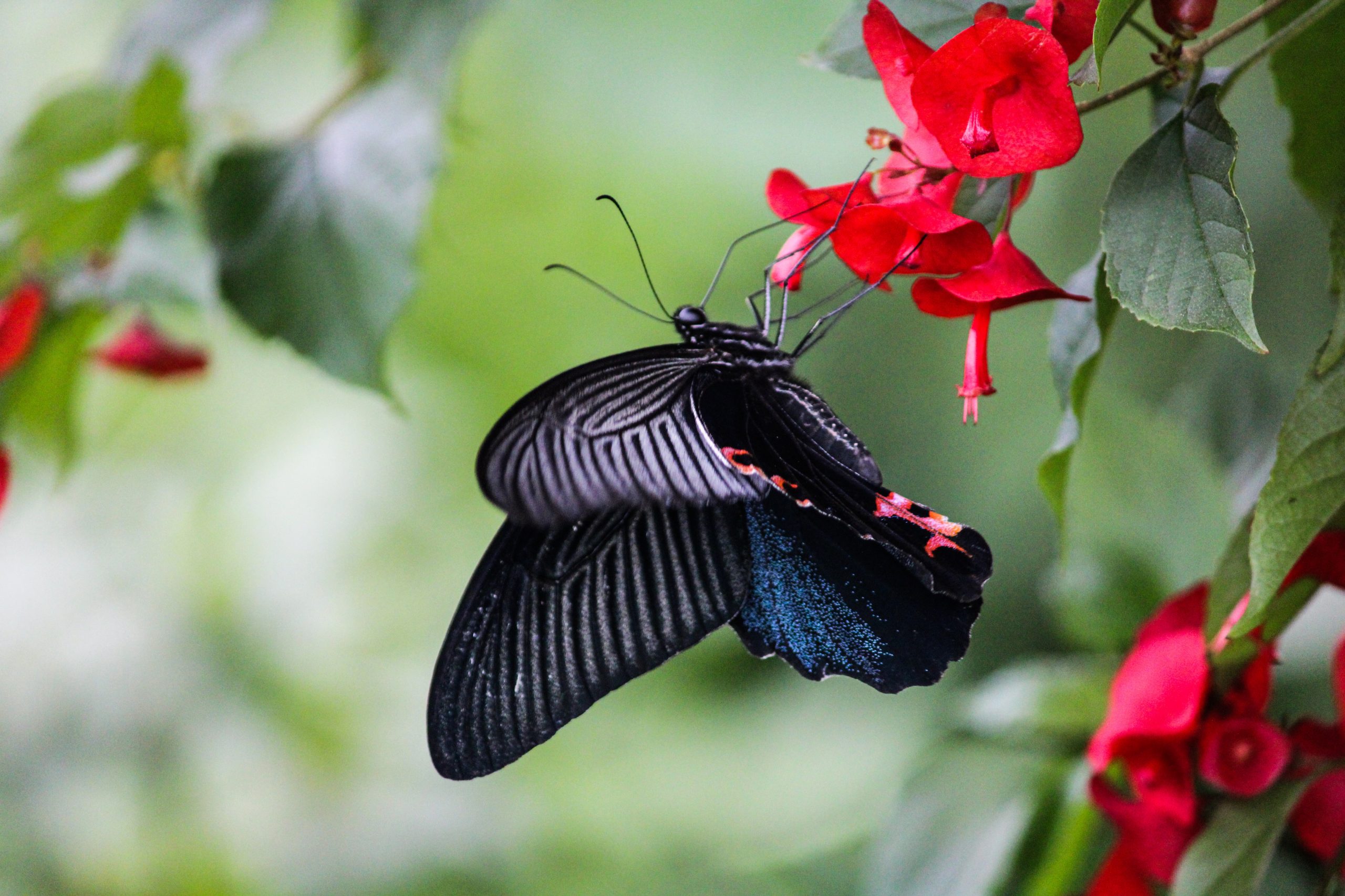 butterfly on flower