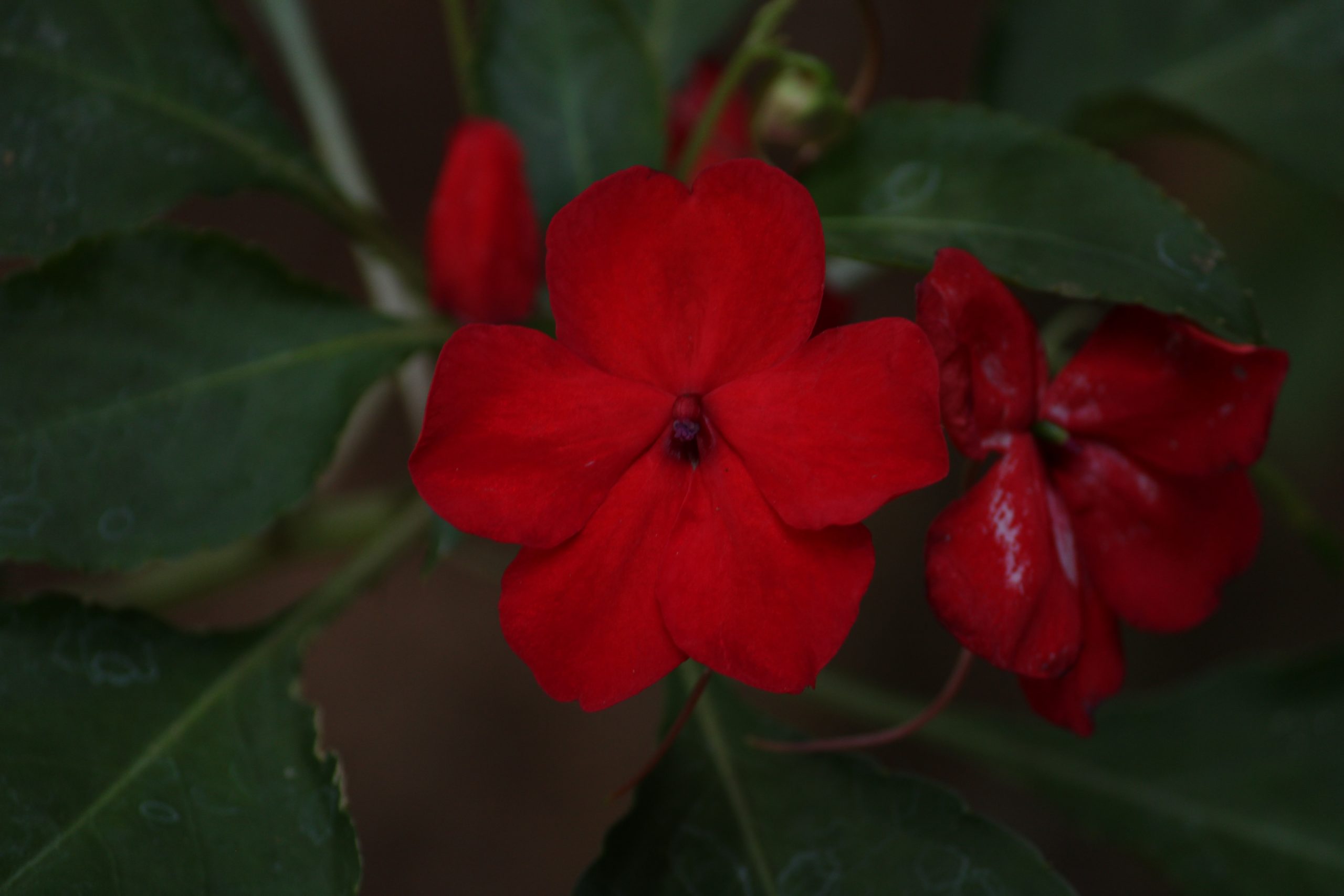 Glowing Red Flower