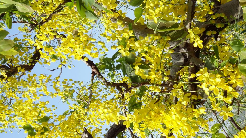 Golden Shower Tree - PixaHive