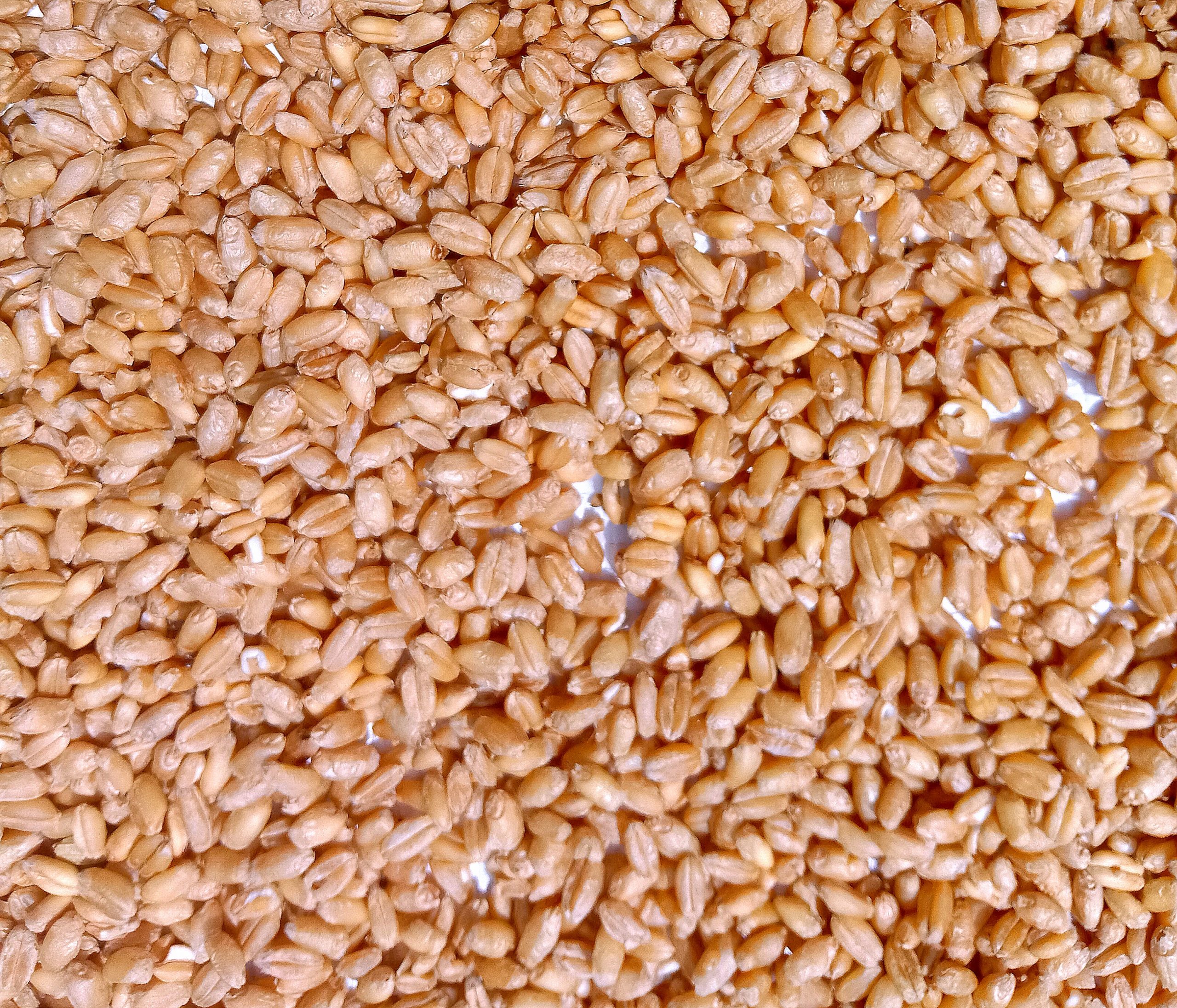 Grains of barley