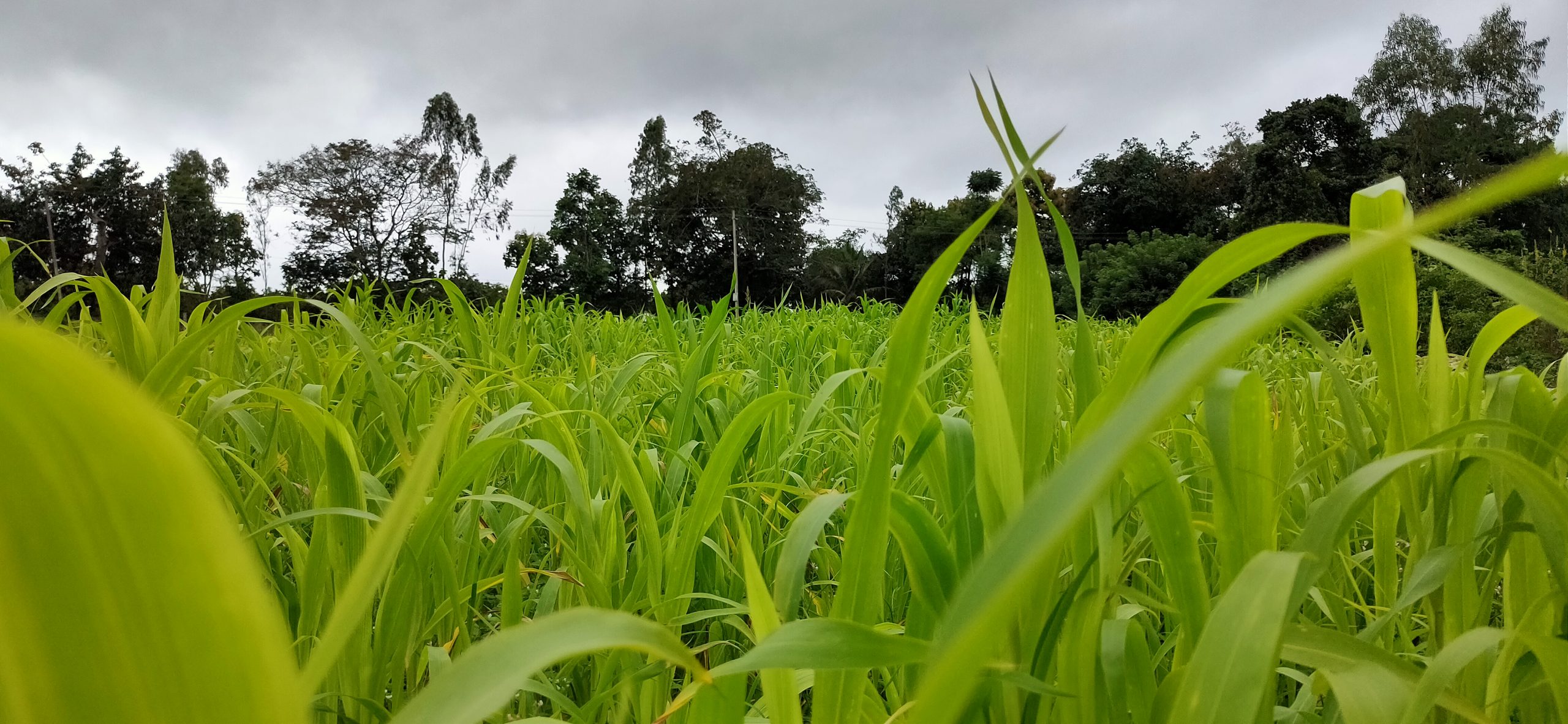 Grass in a field