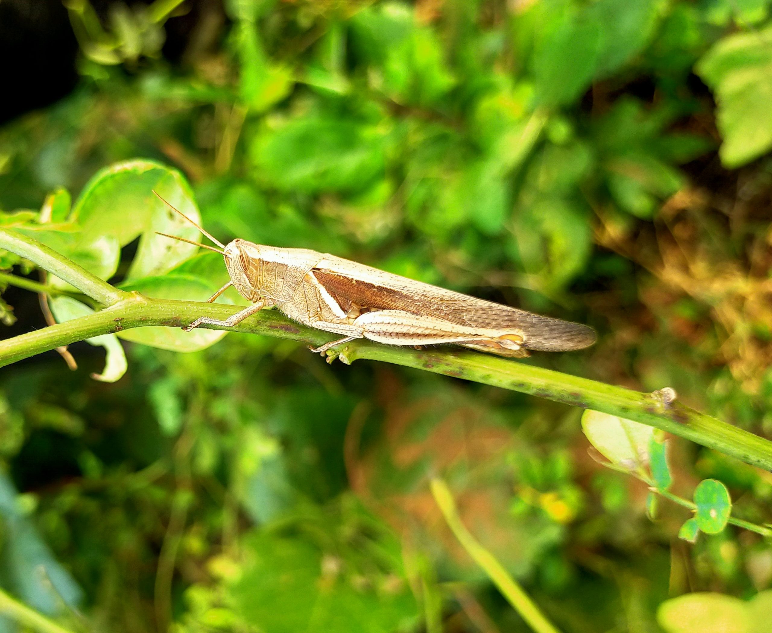 Grasshopper