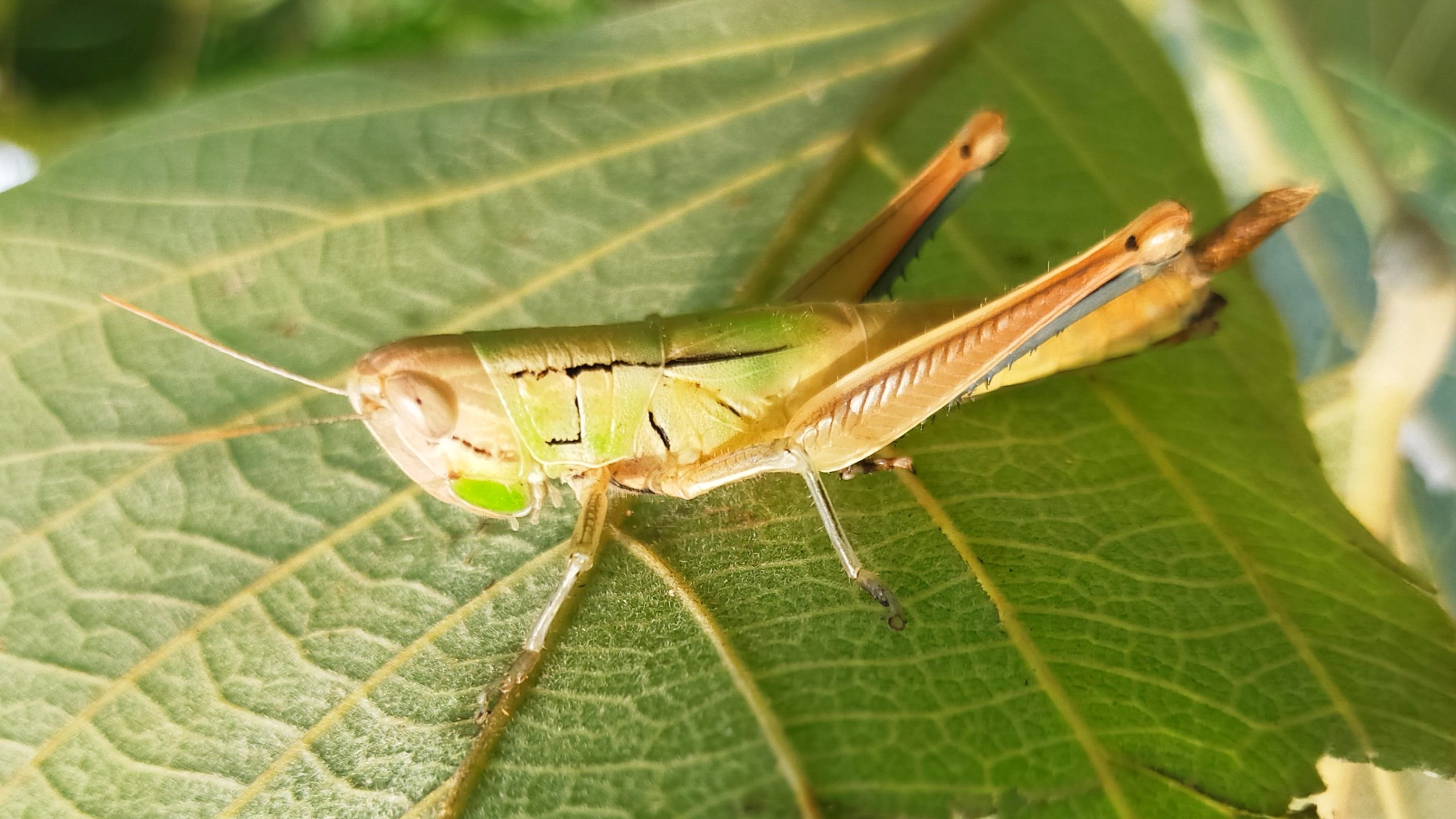 Grasshopper