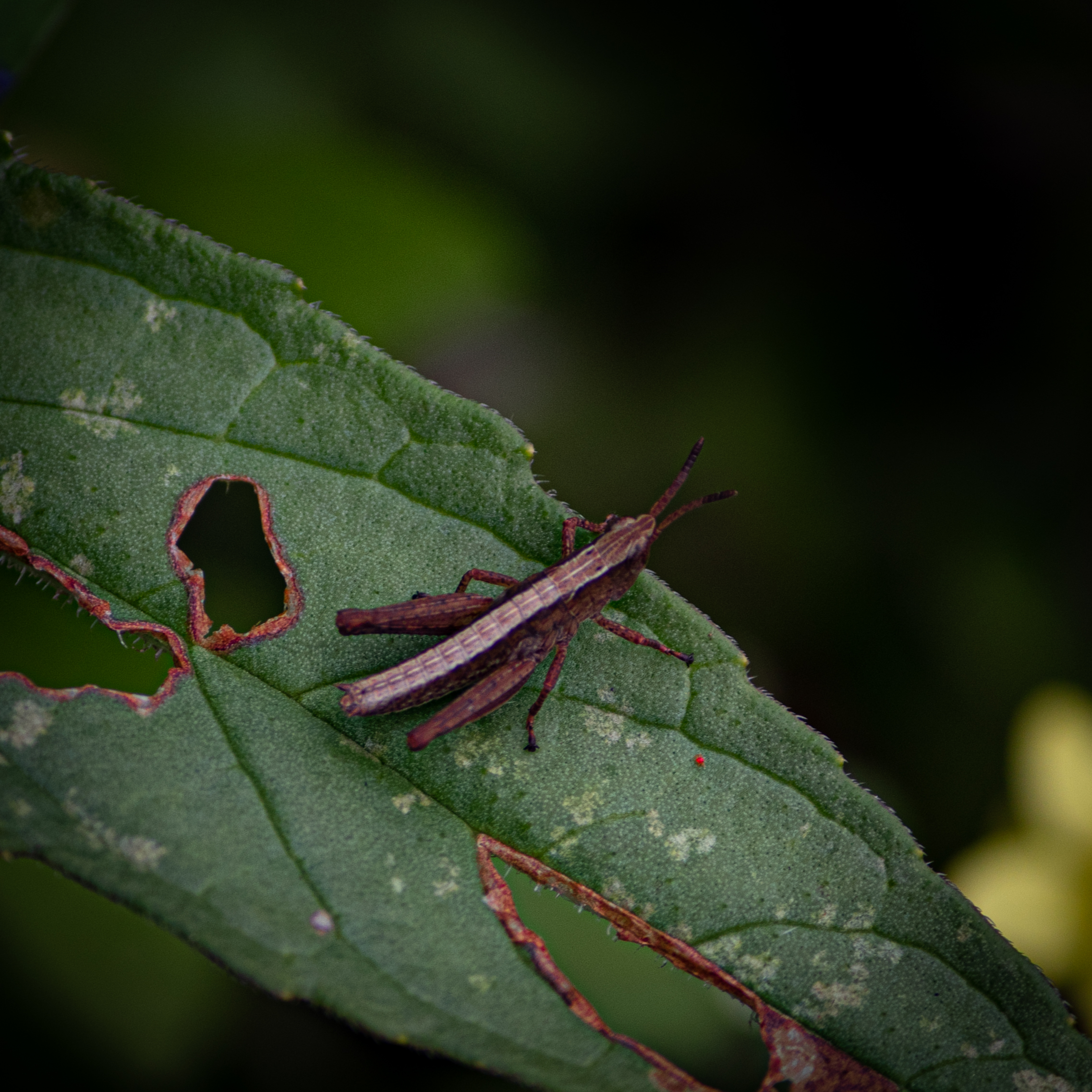 Grasshopper on leaf