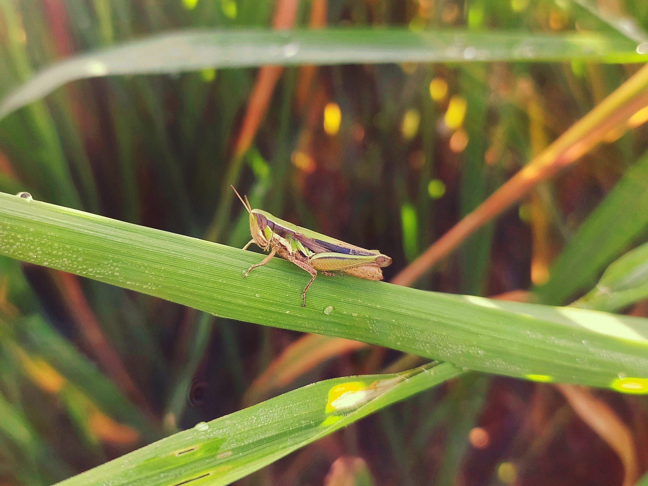 grasshopper on a leaf