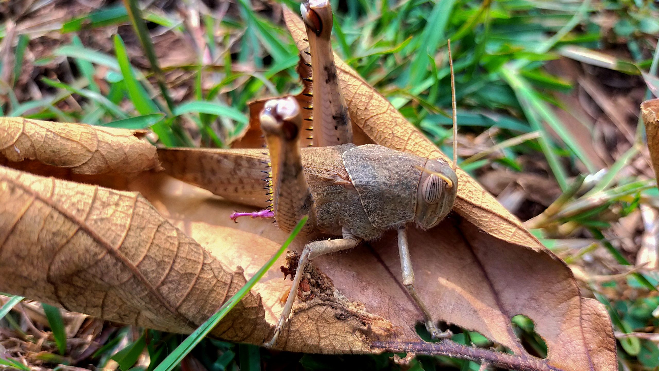 Grasshopper on leaf