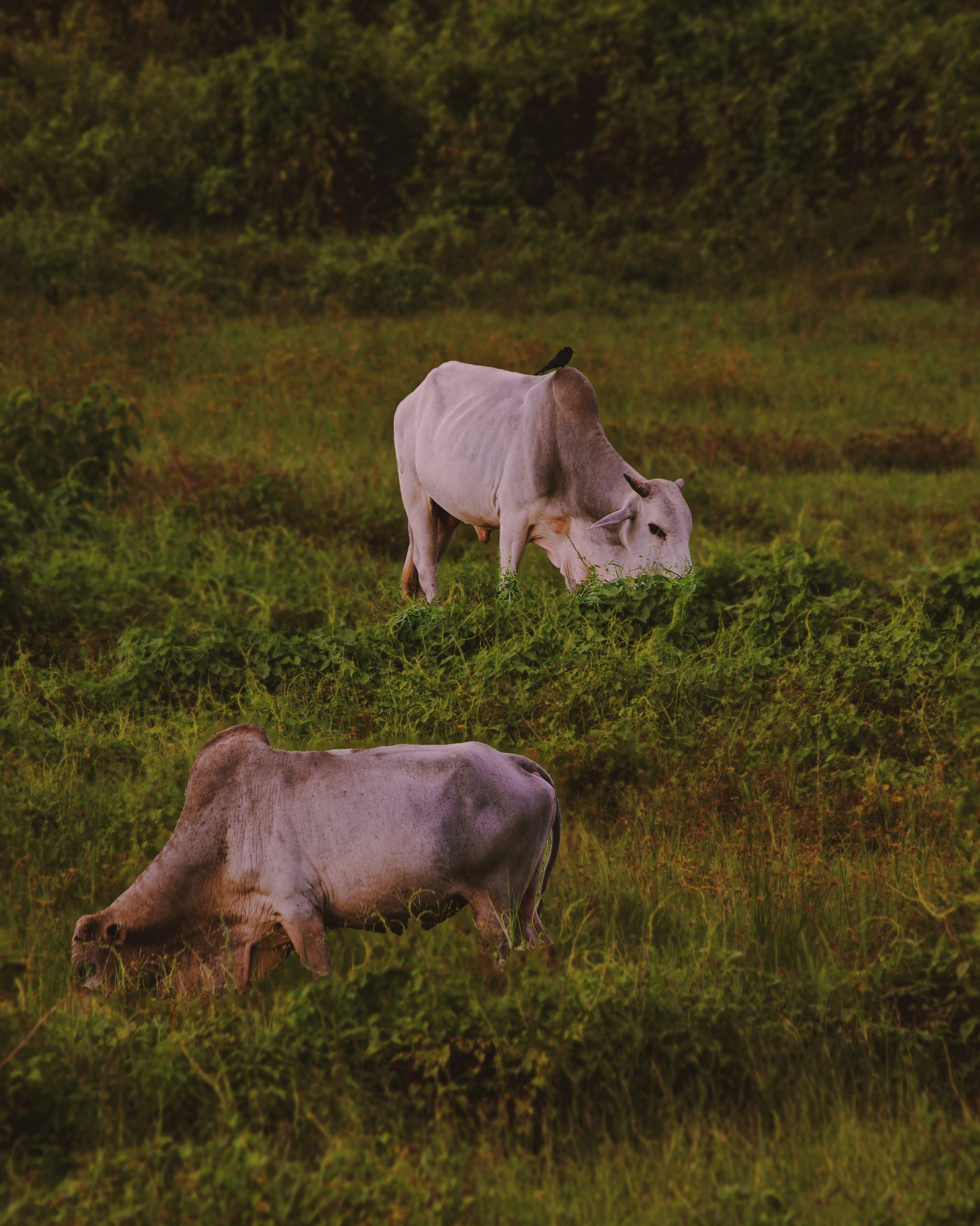 Cow Grazing