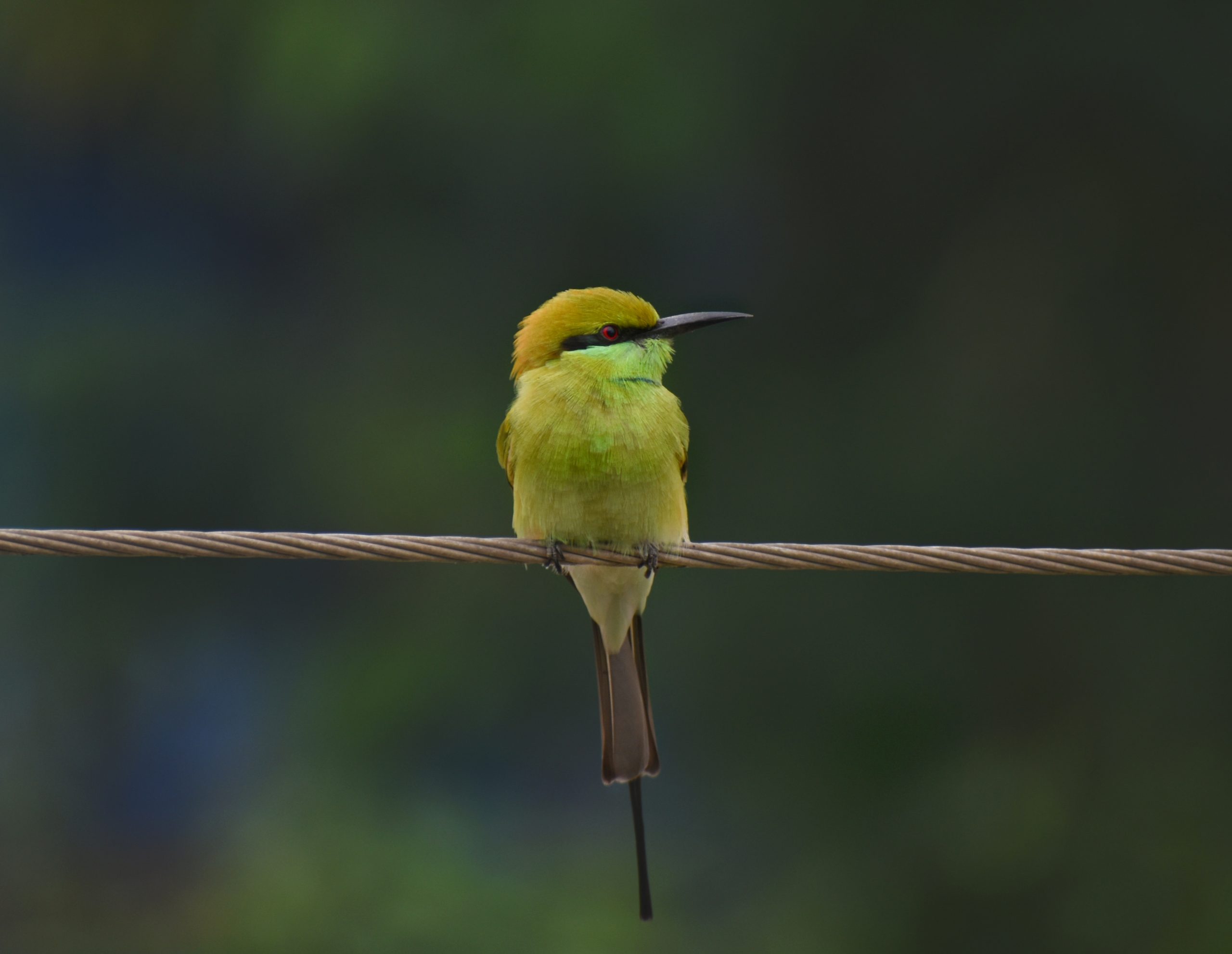Green Bee-Eater on a wire