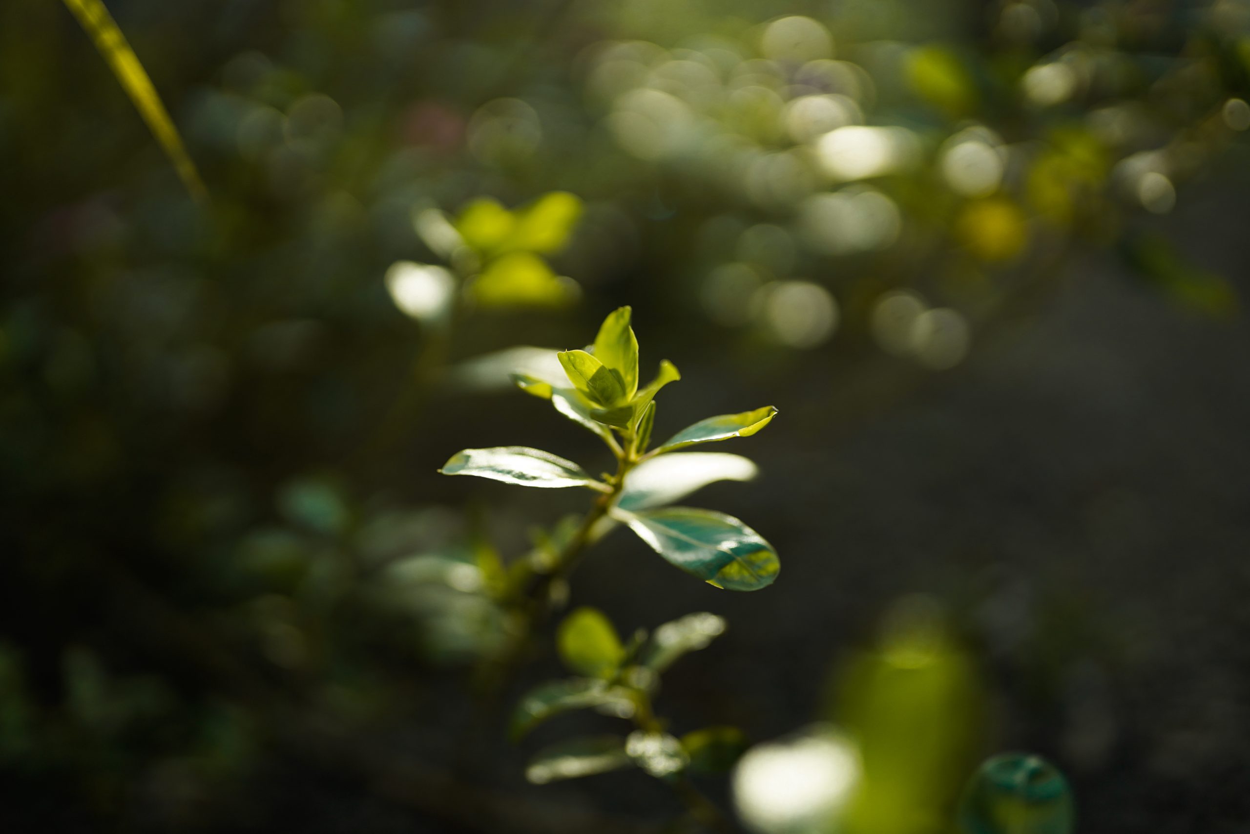 Green Leaf