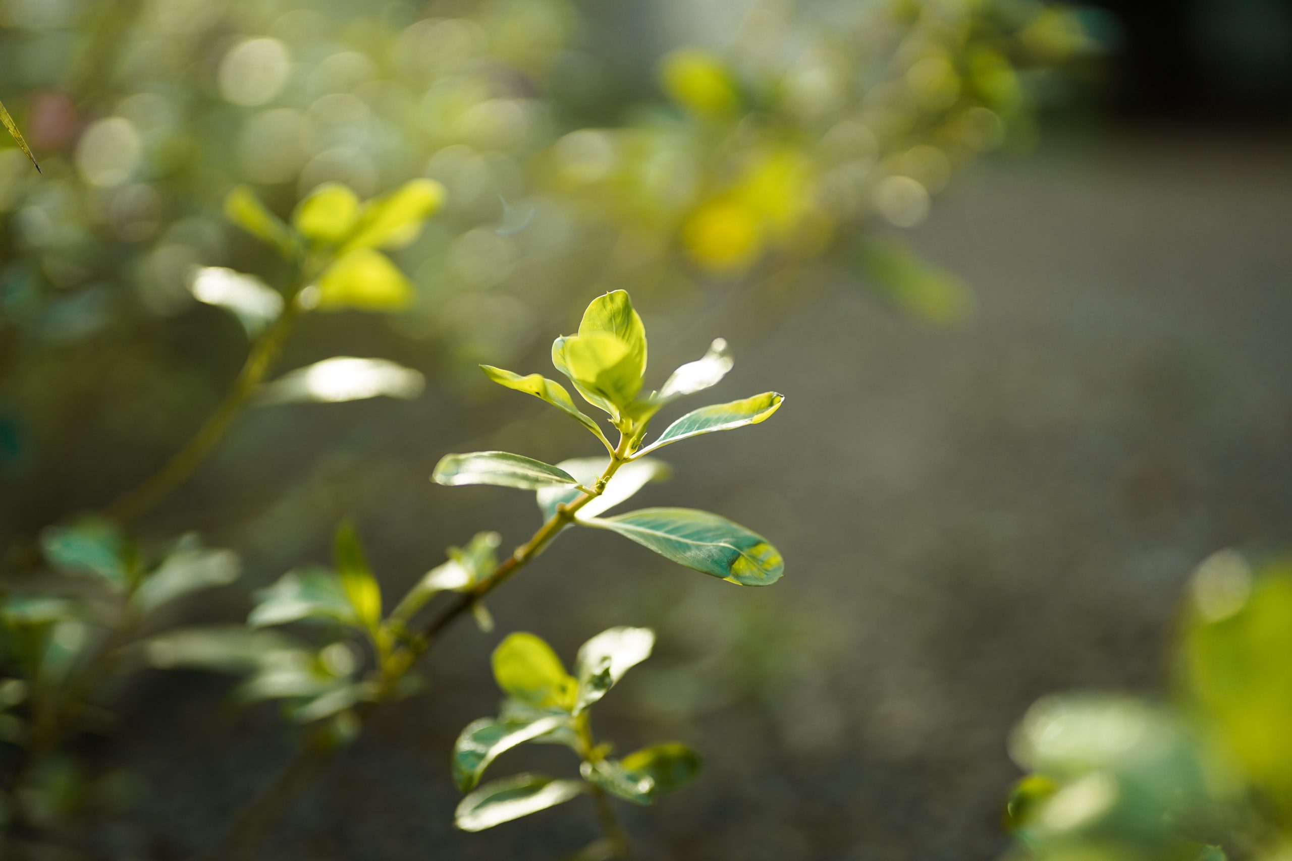 Green Leaf