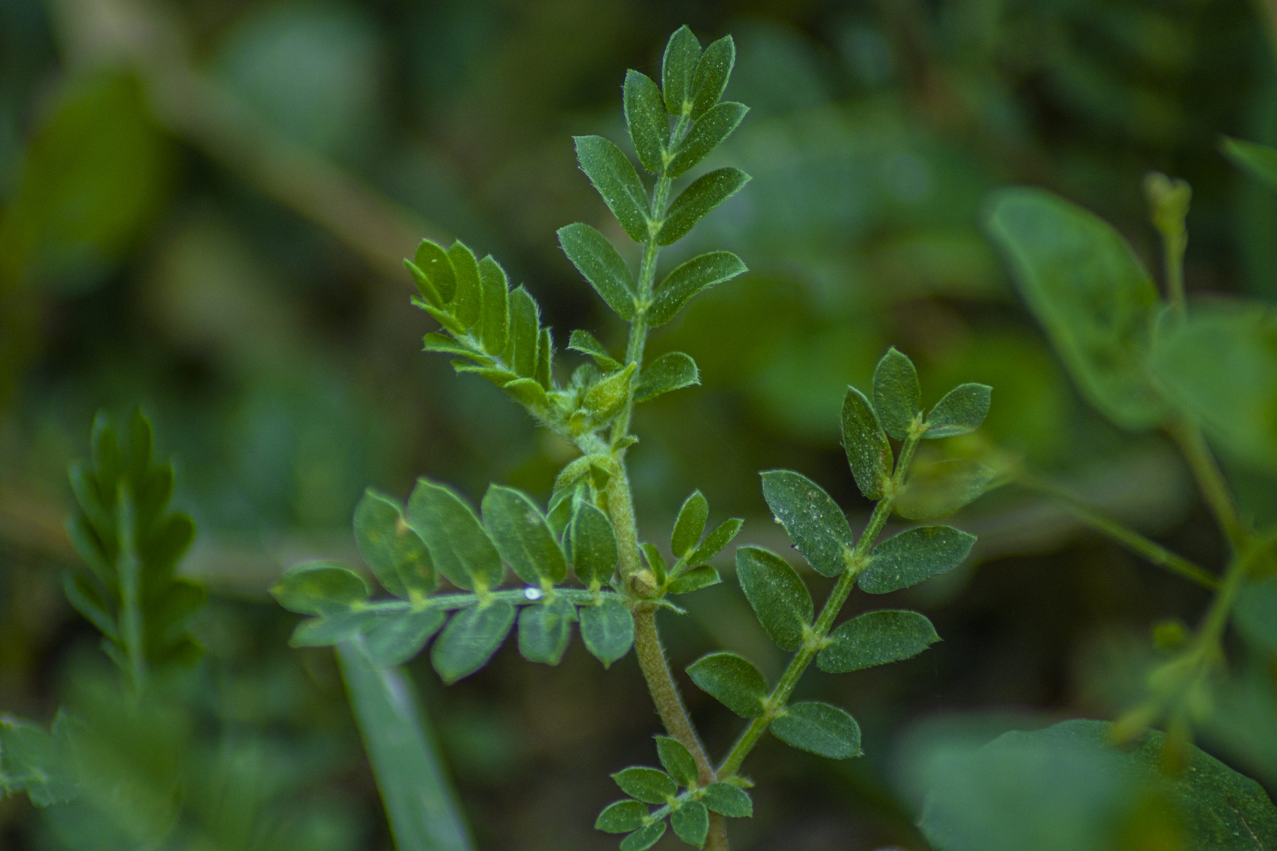 Green leaves of a plant