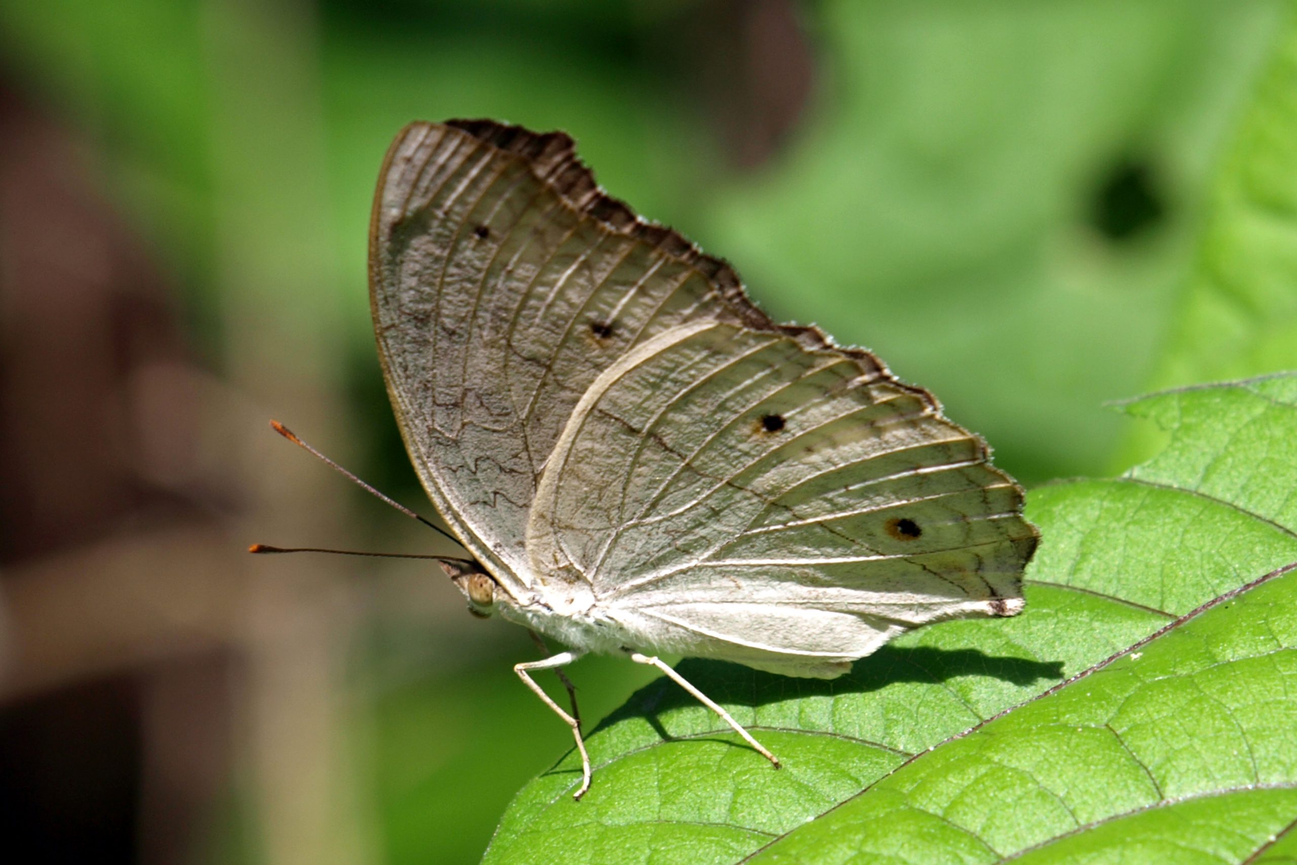 butterfly on leaf