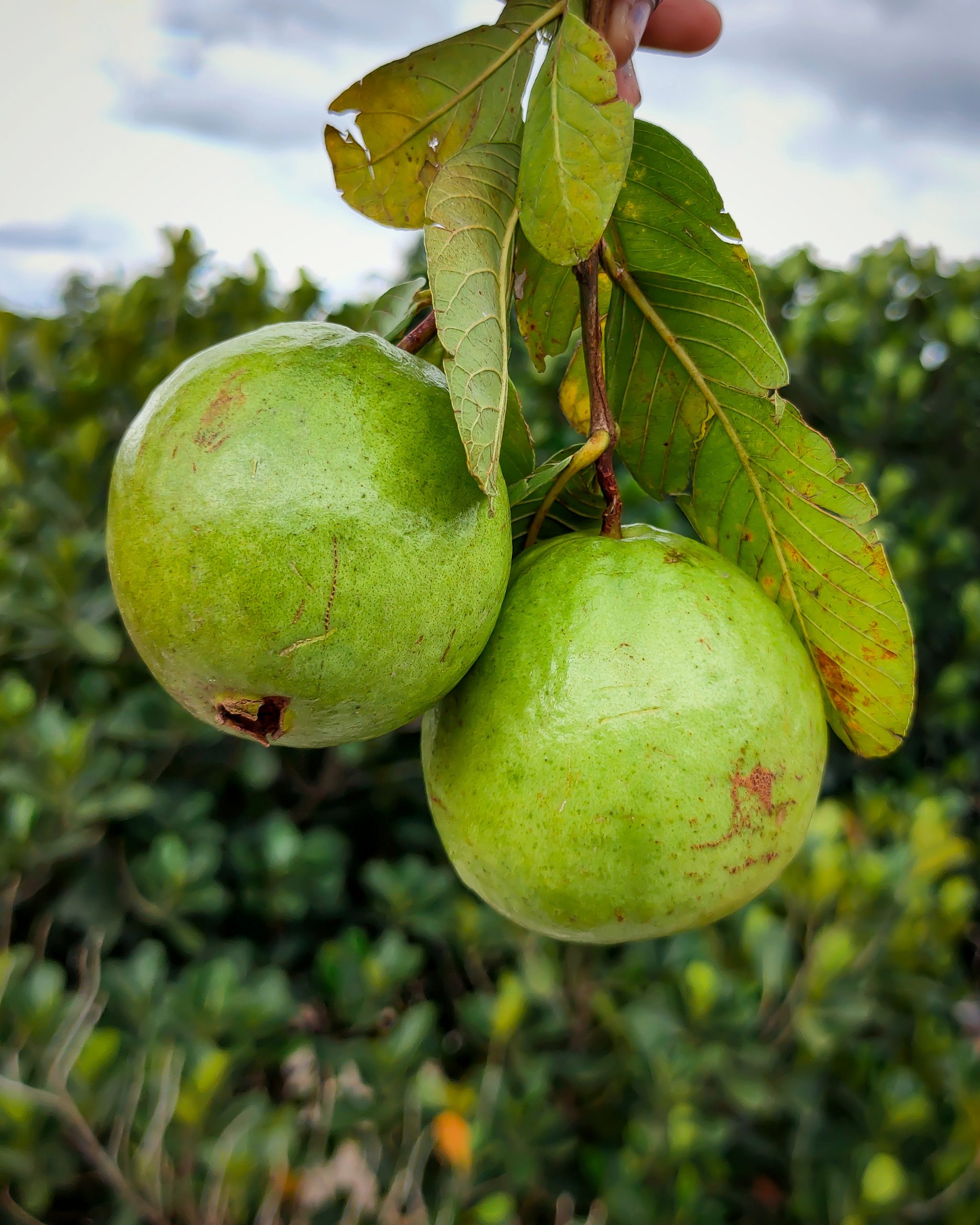 Guava