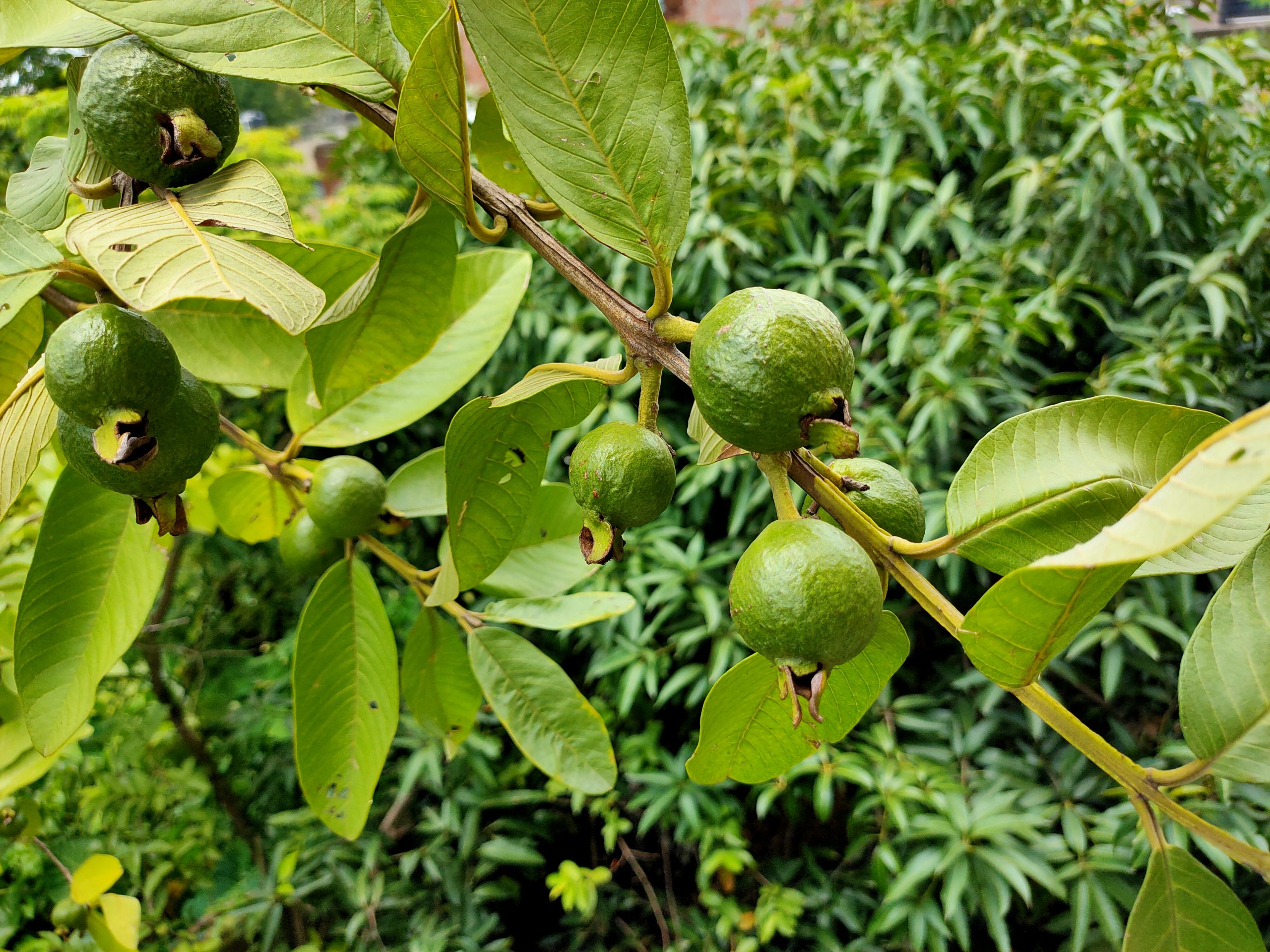 Guava fruit