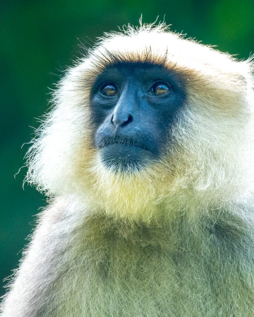 Hanuman Langur - PixaHive