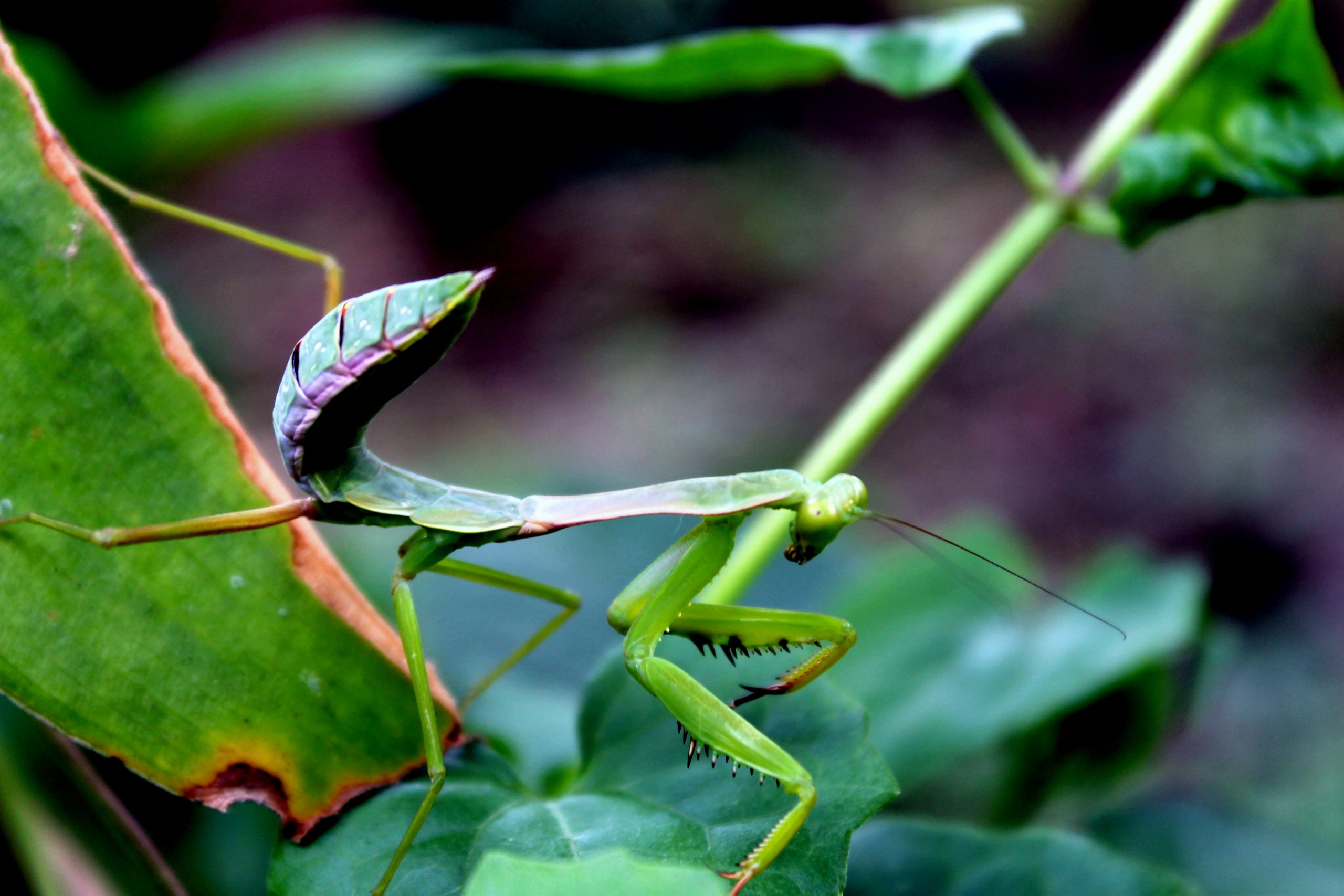 insect on a leaf