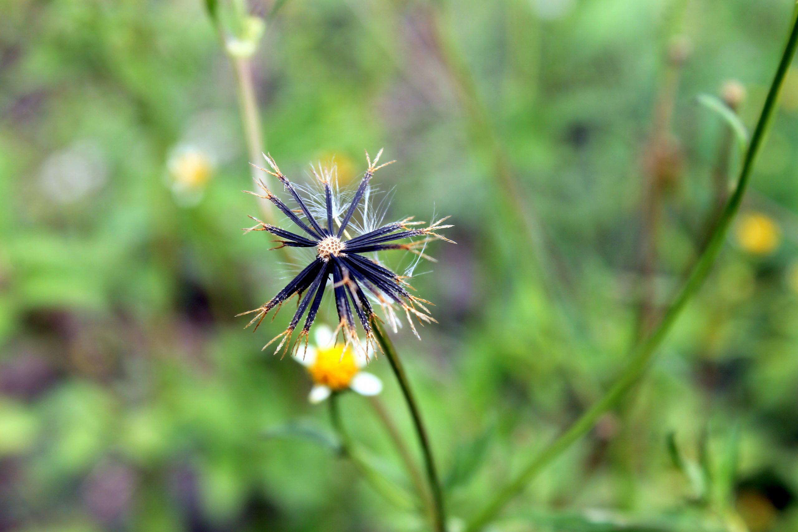 Wild Flower