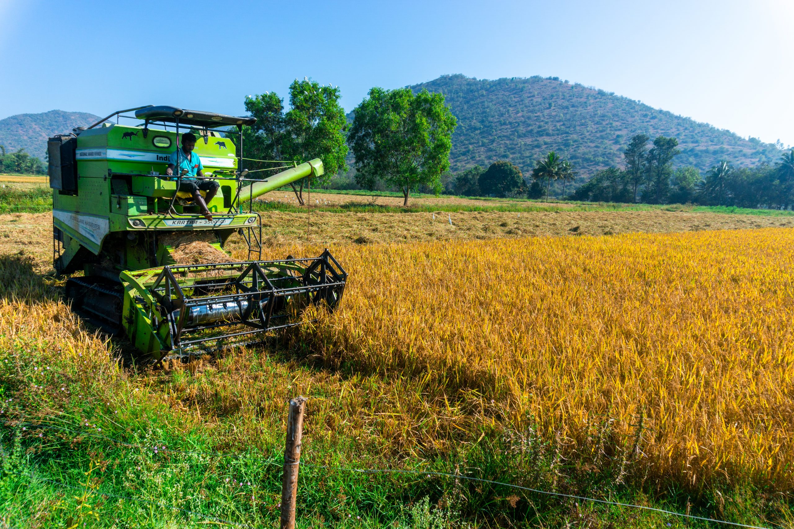 Paddy Field