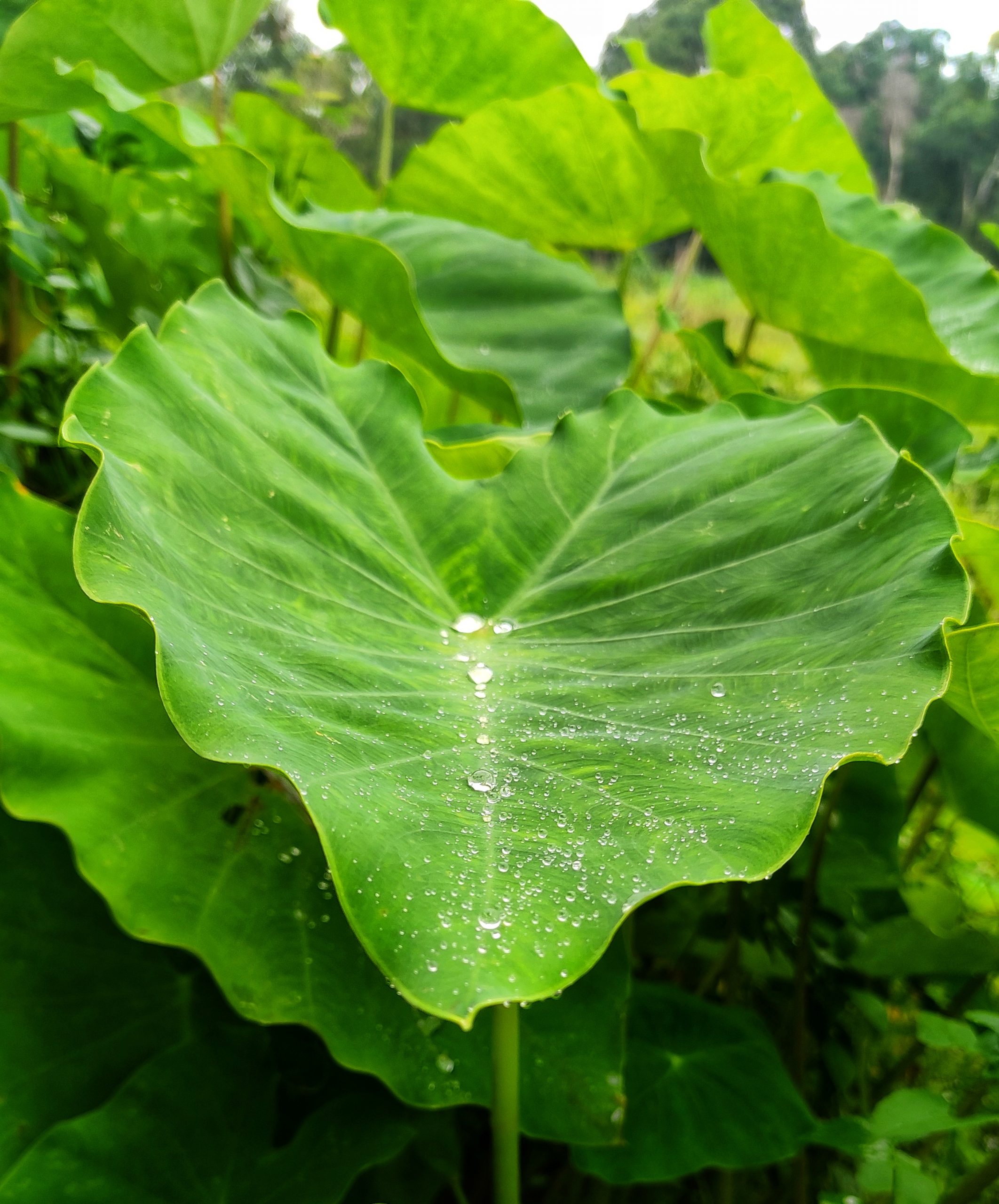 Heart shaped Leaves